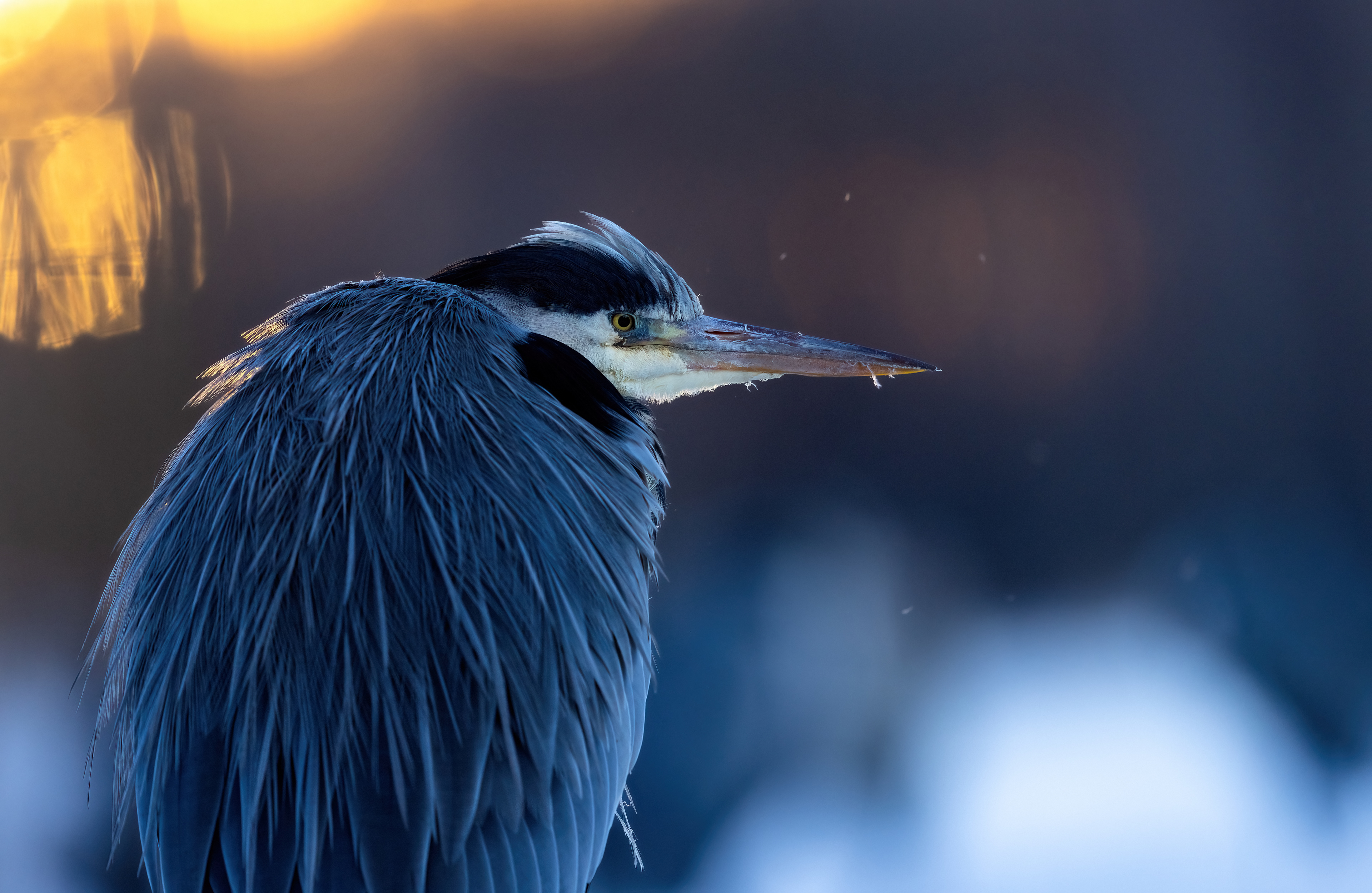 Grey heron