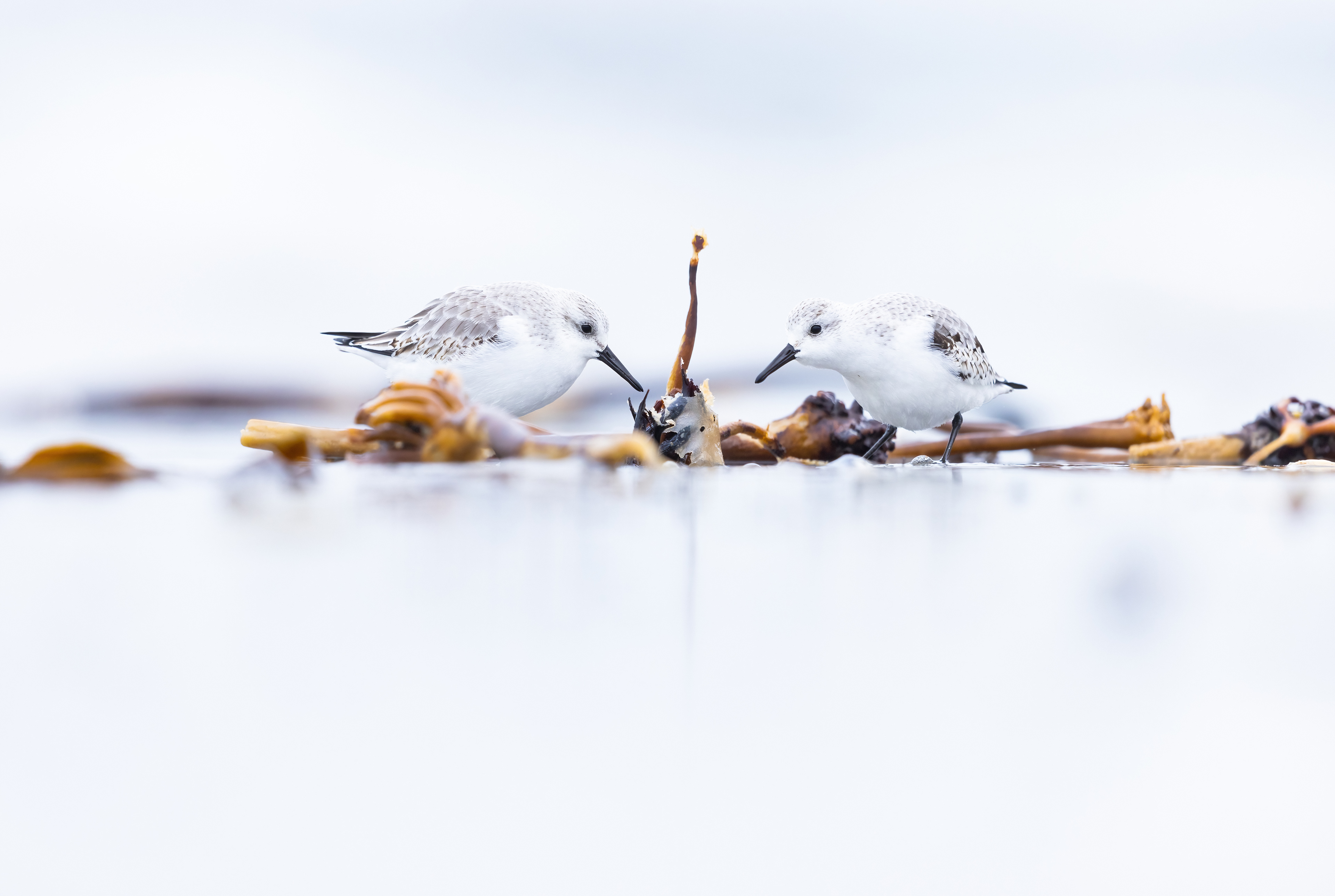 Sanderlings