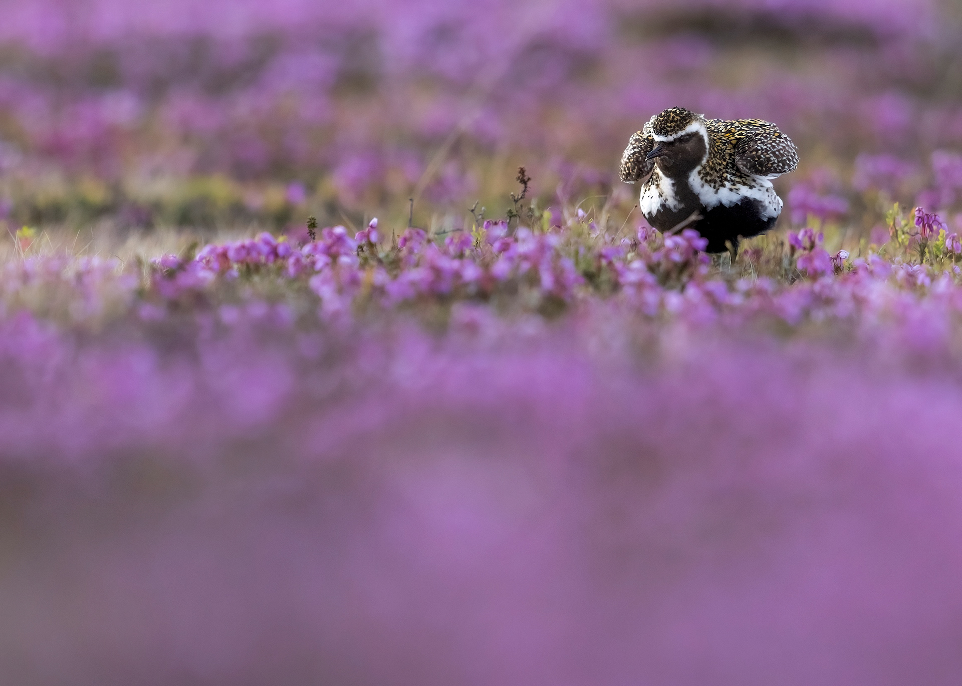 golden plover