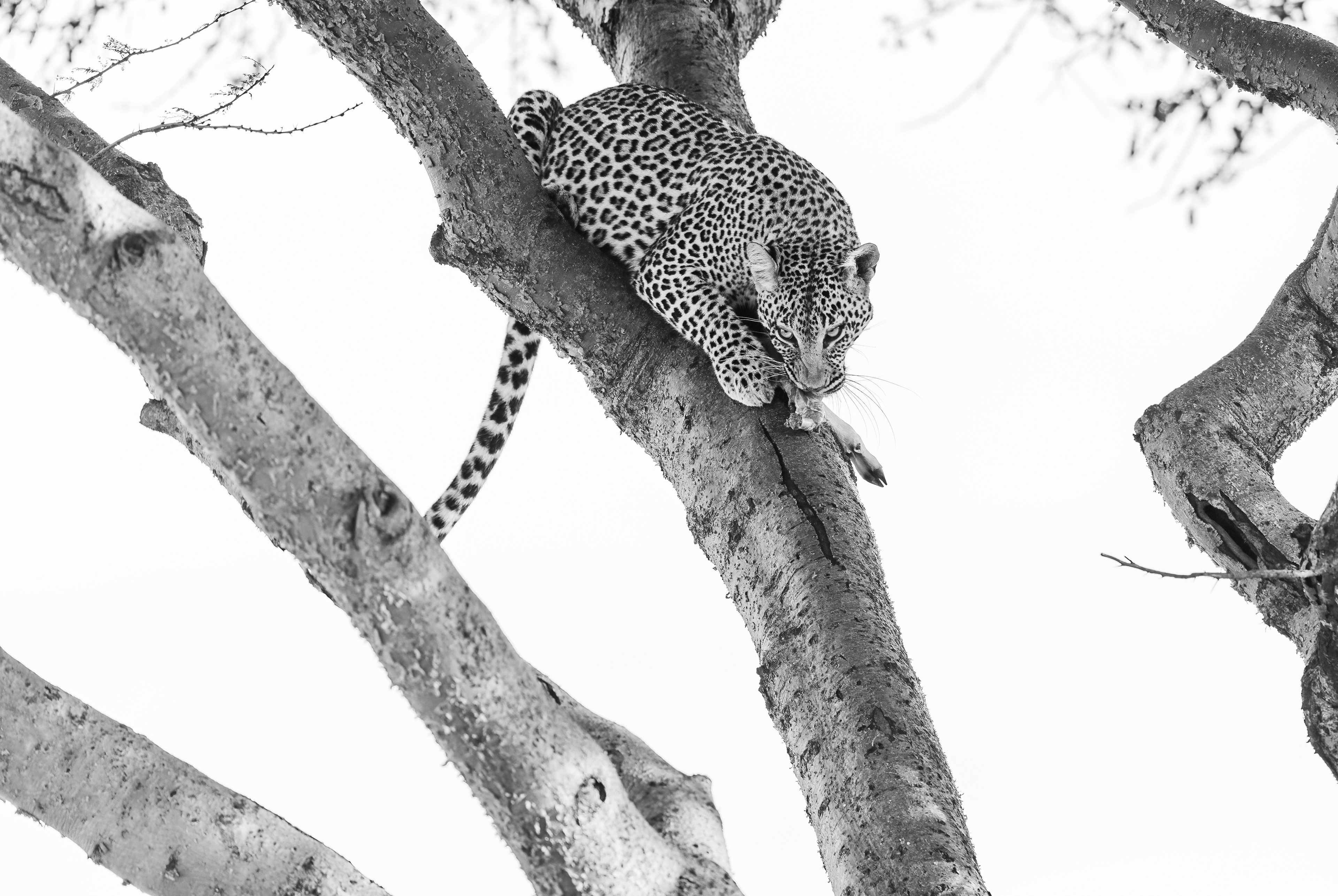 Leopard