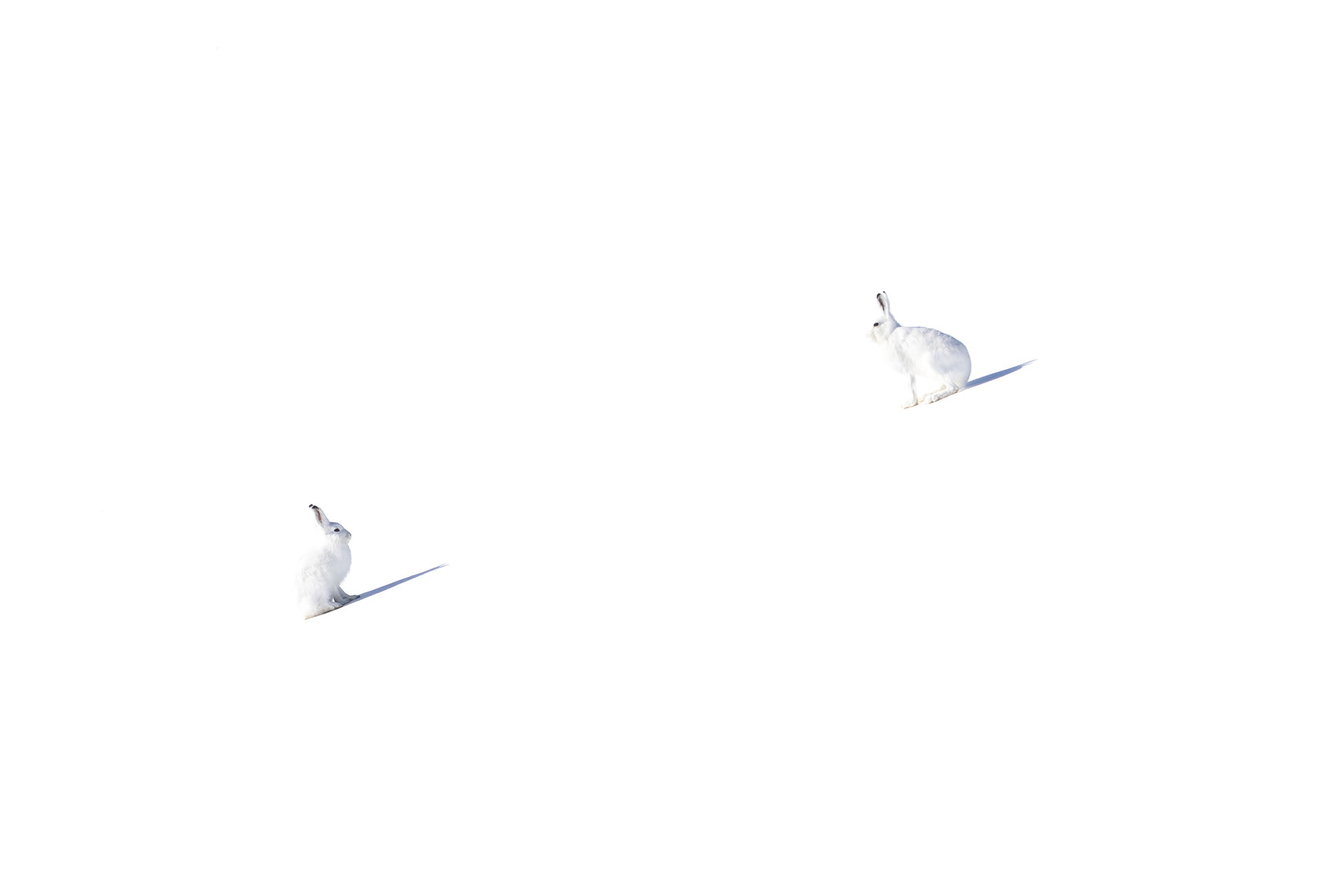 Arctic hare