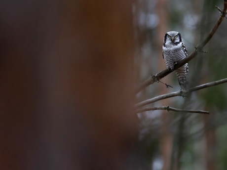 northern hawk owl