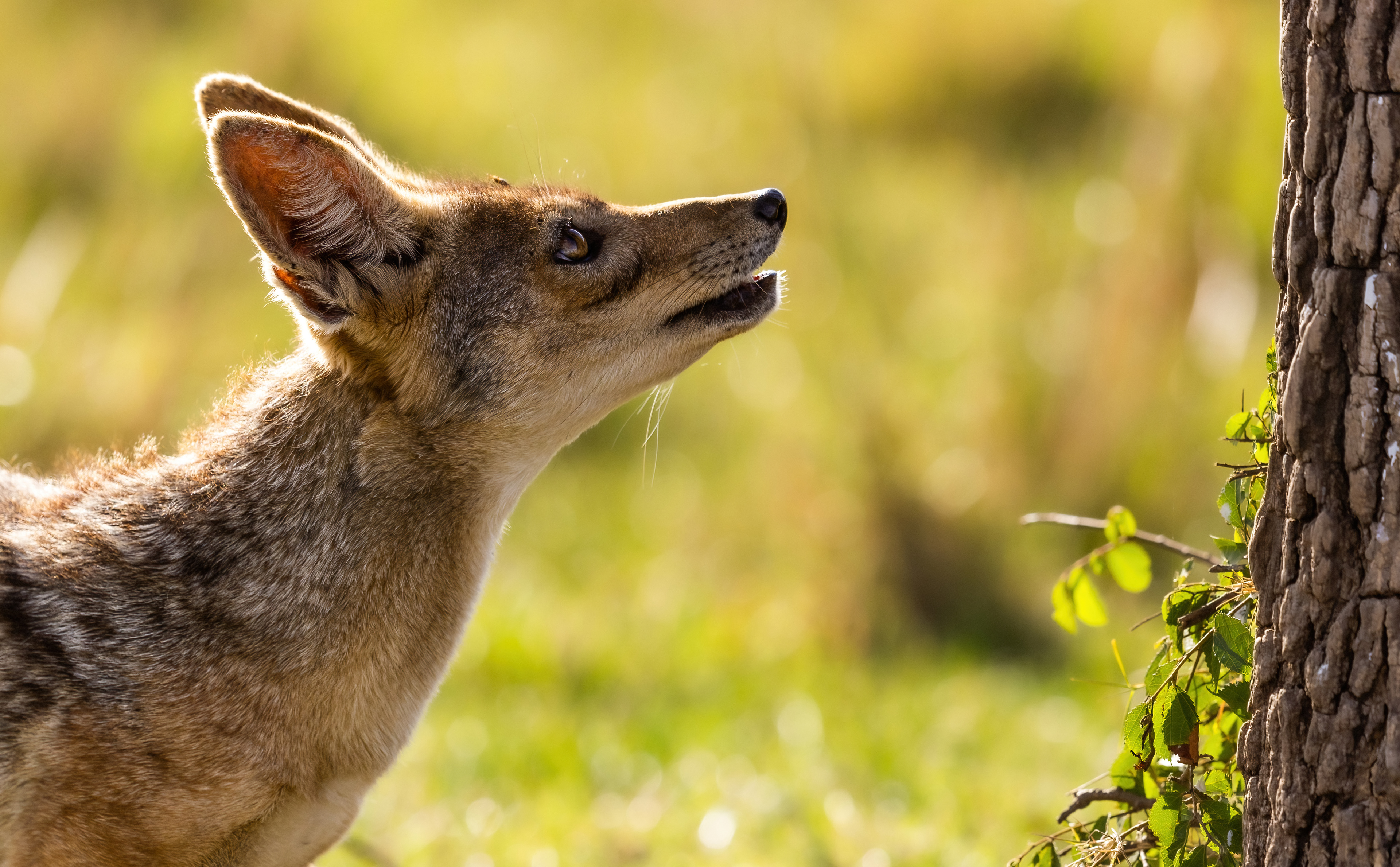 Black-Backed Jackal