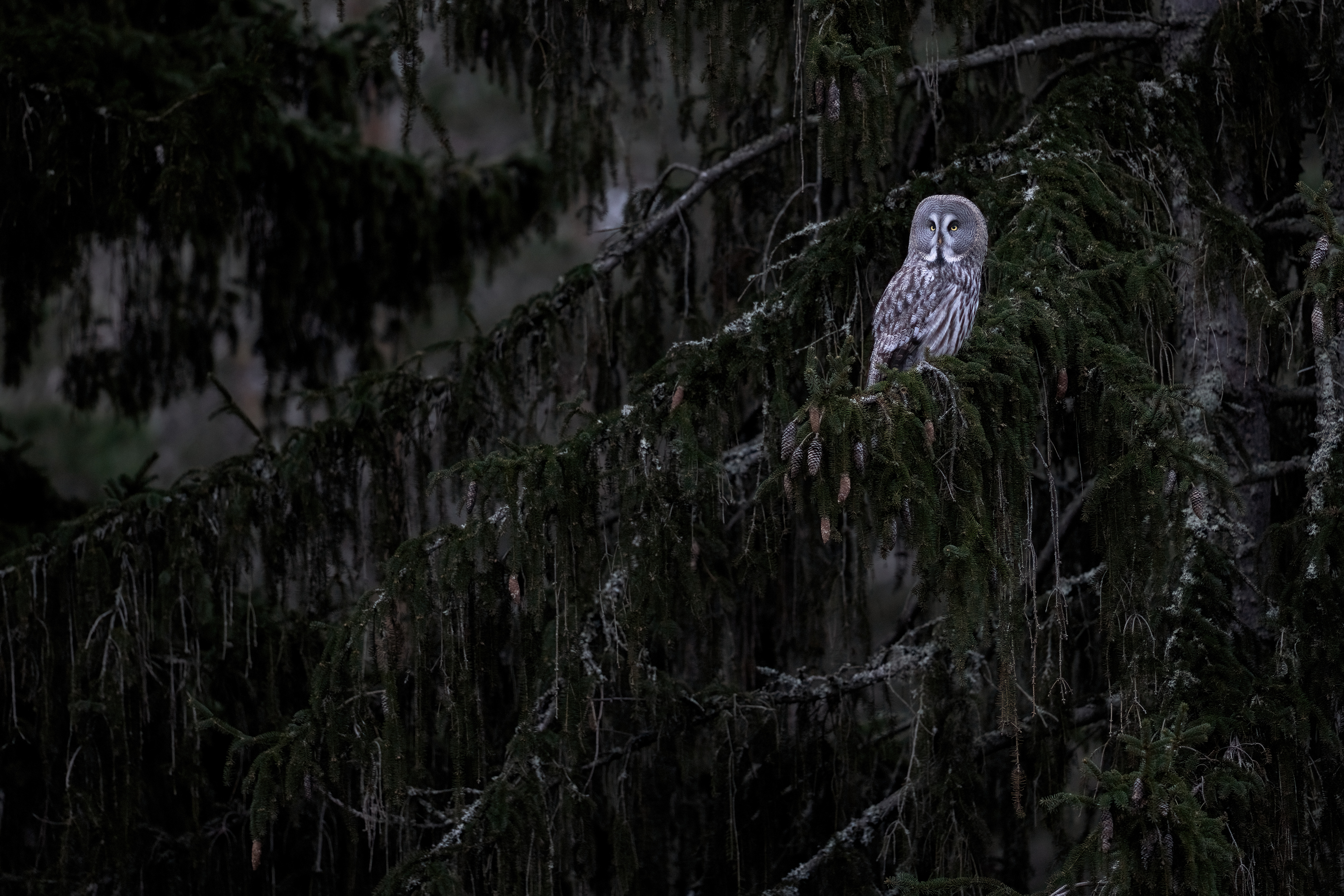 Great grey owl