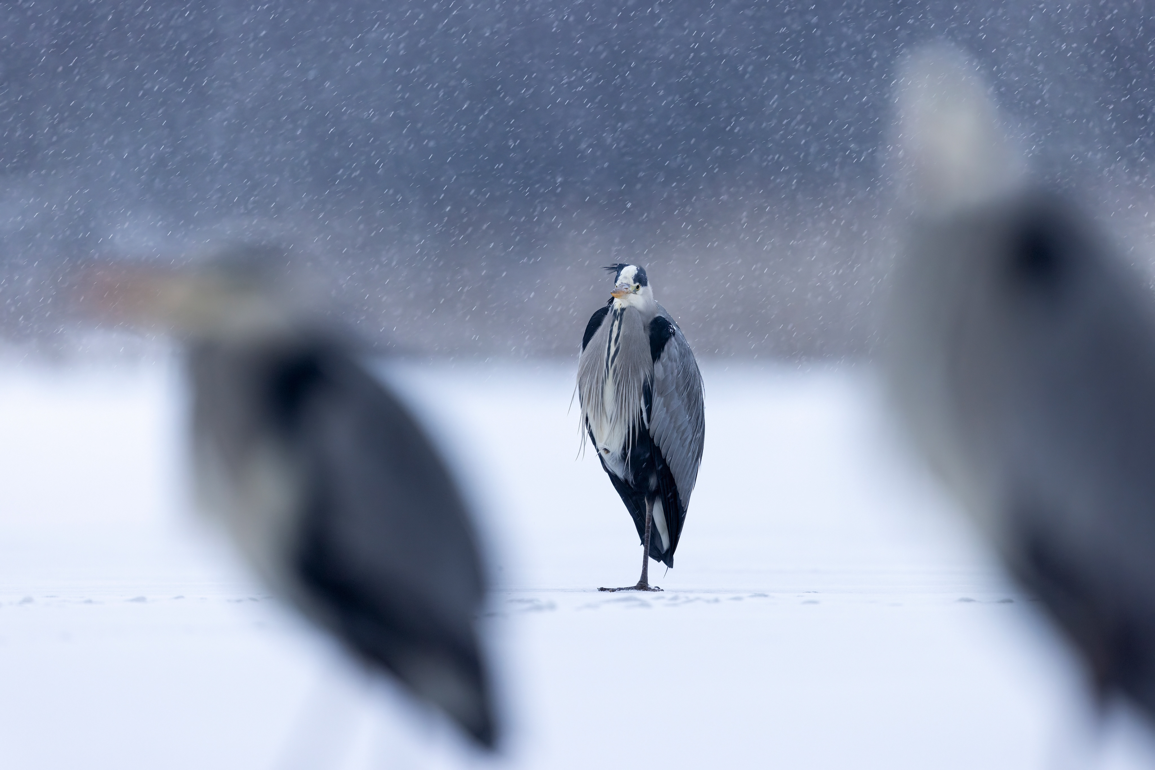 grey heron