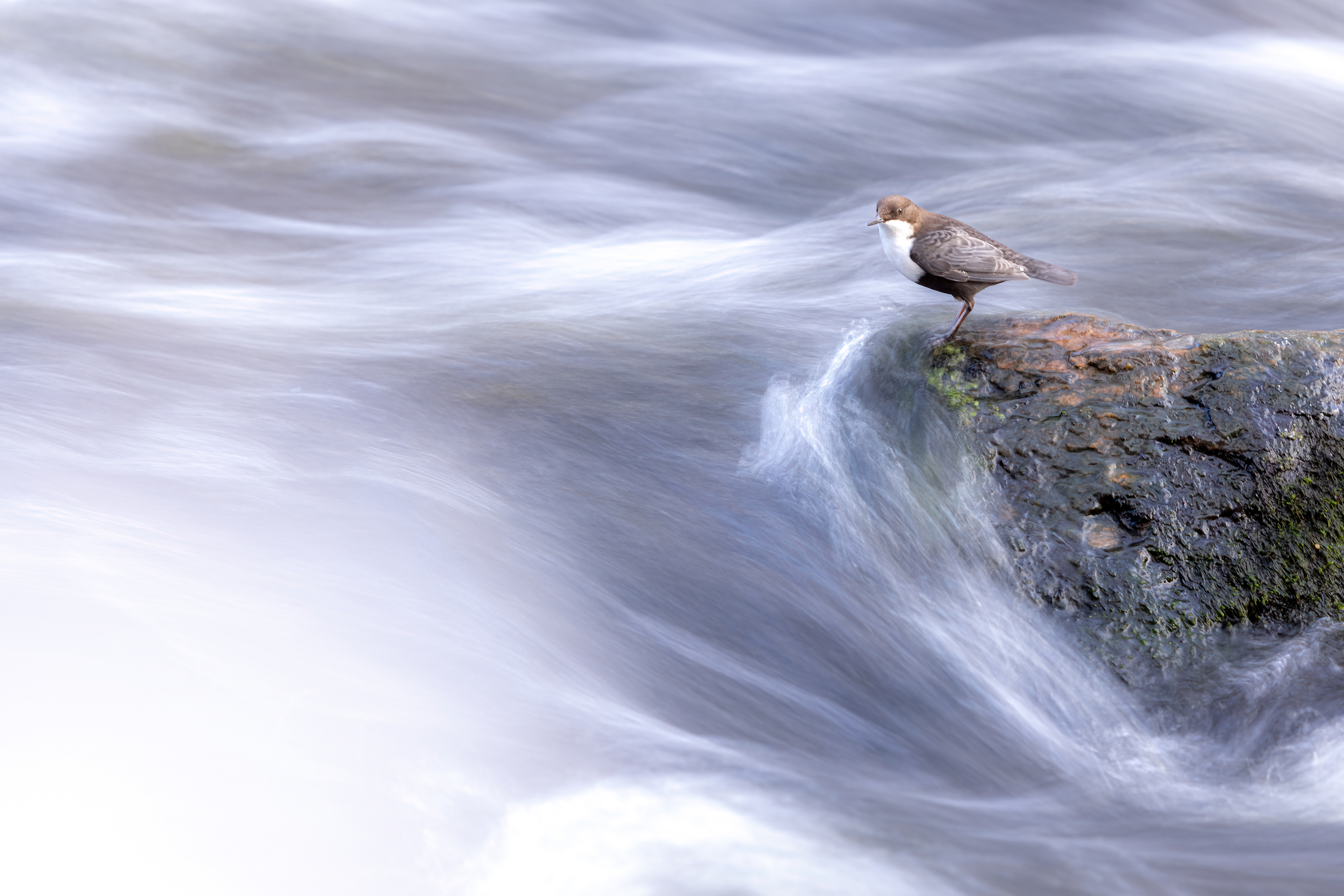 WHITE-THROATED DIPPER