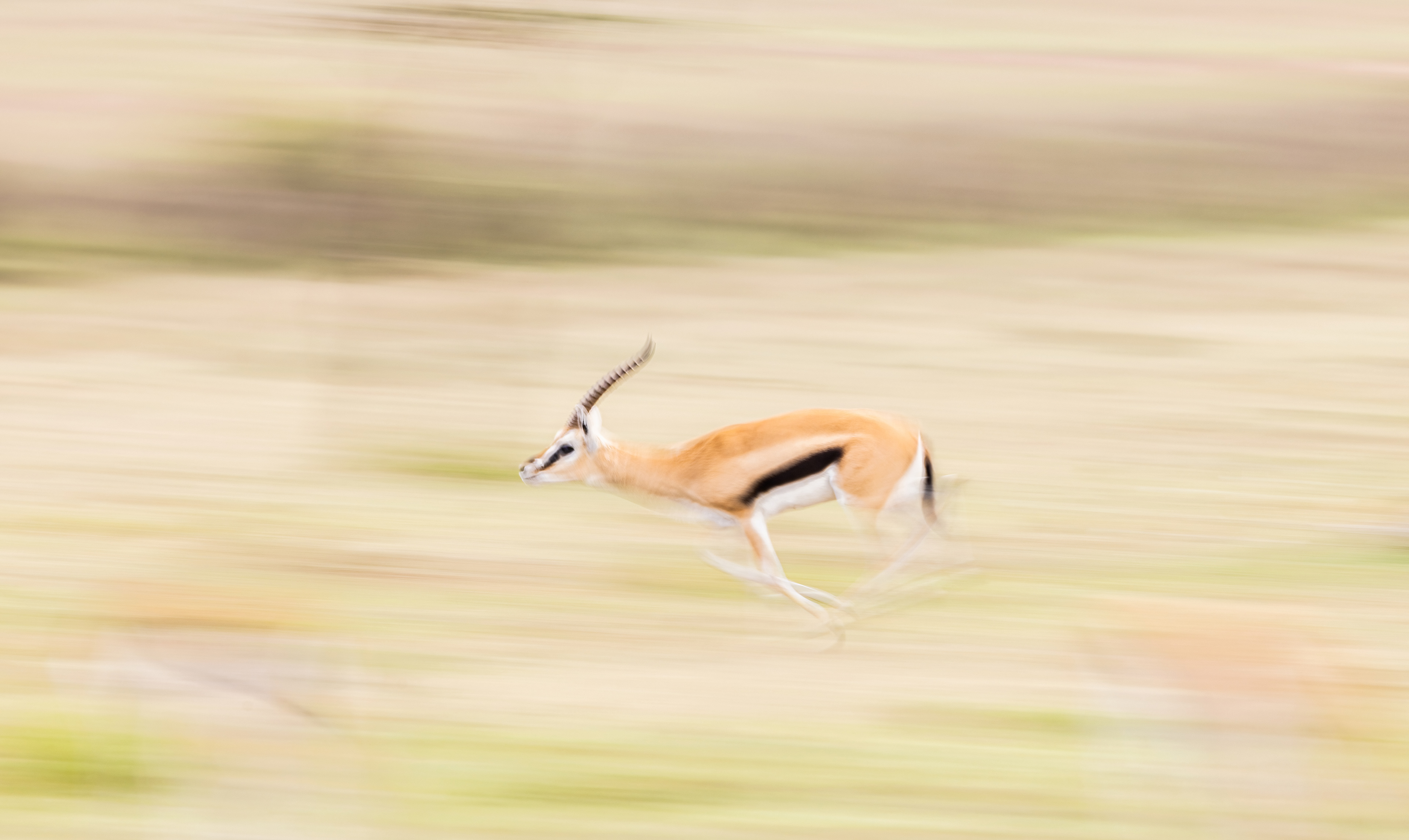 Thompson's gazelle