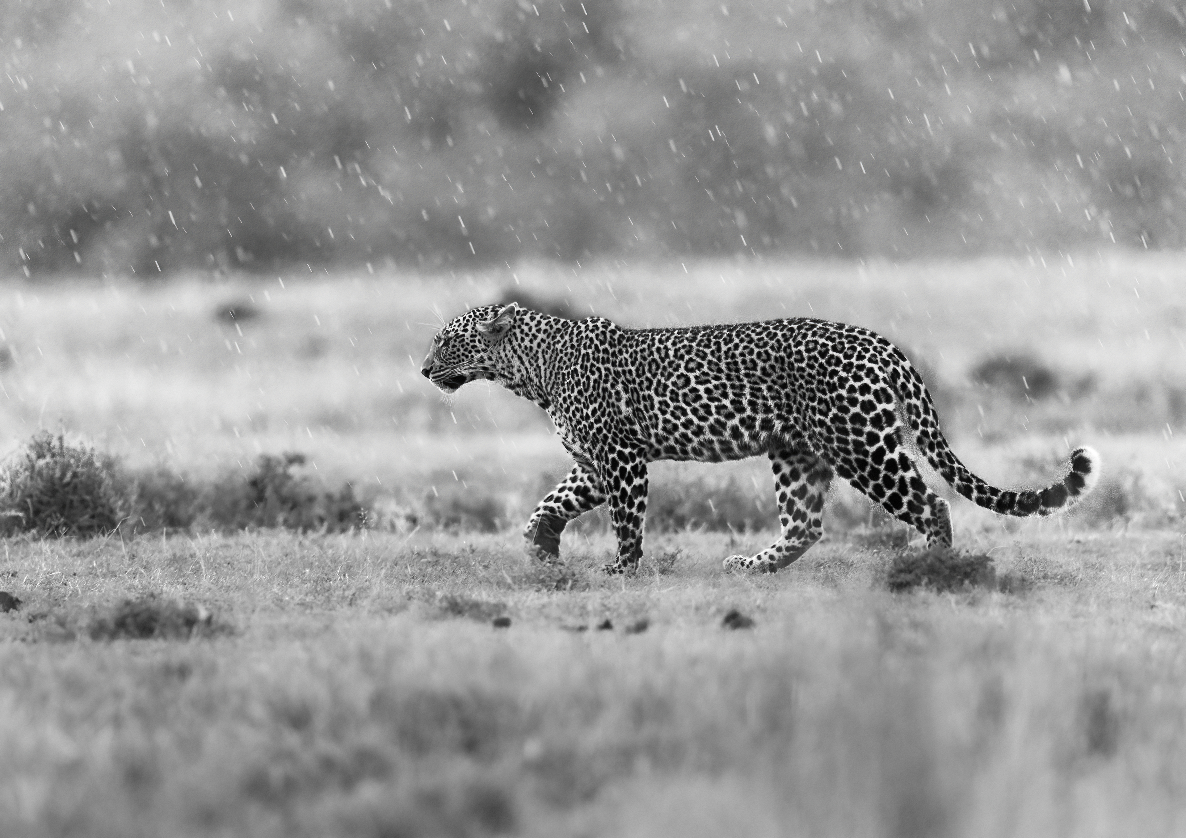 Leopard