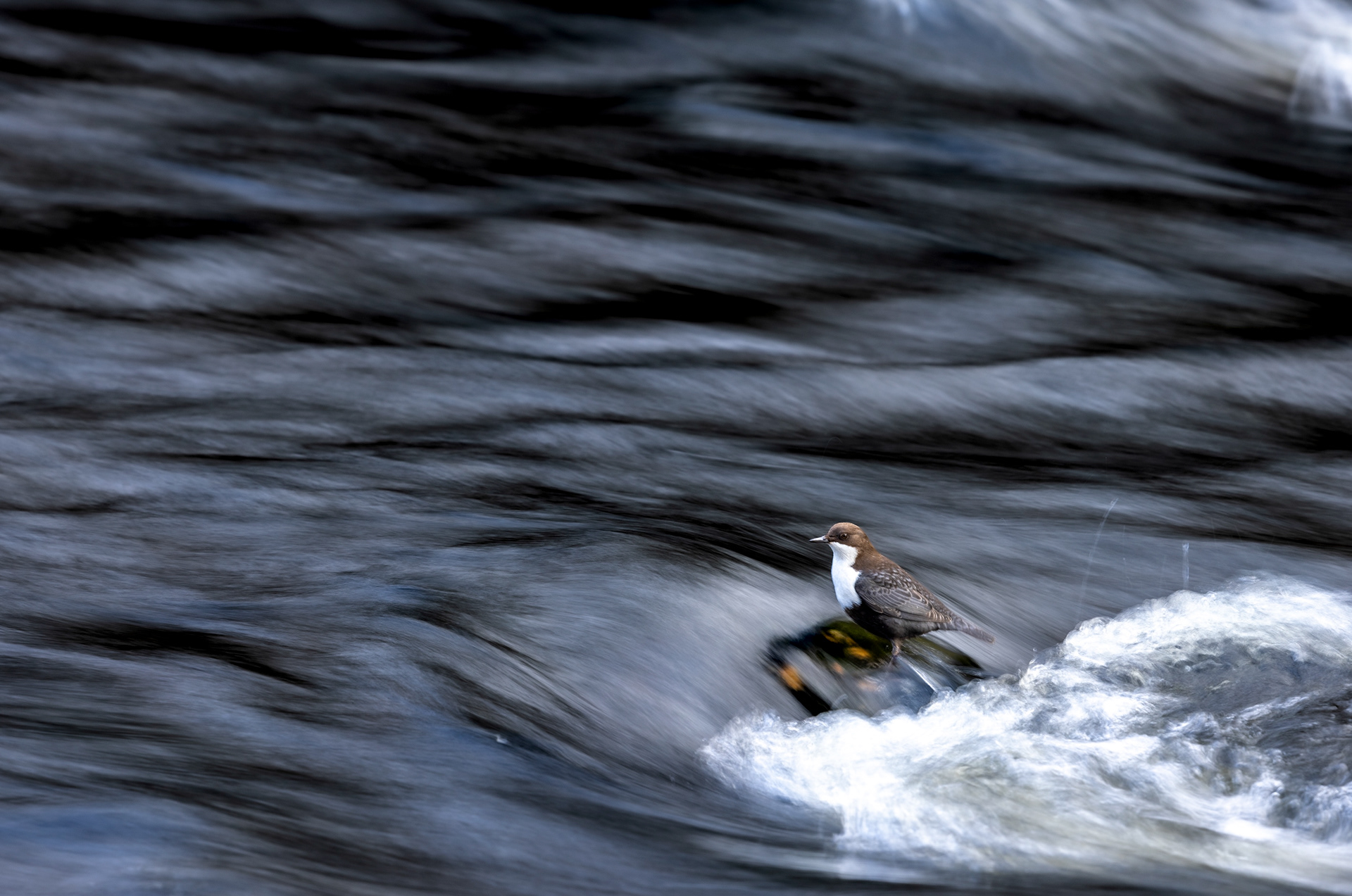 white-throated dipper