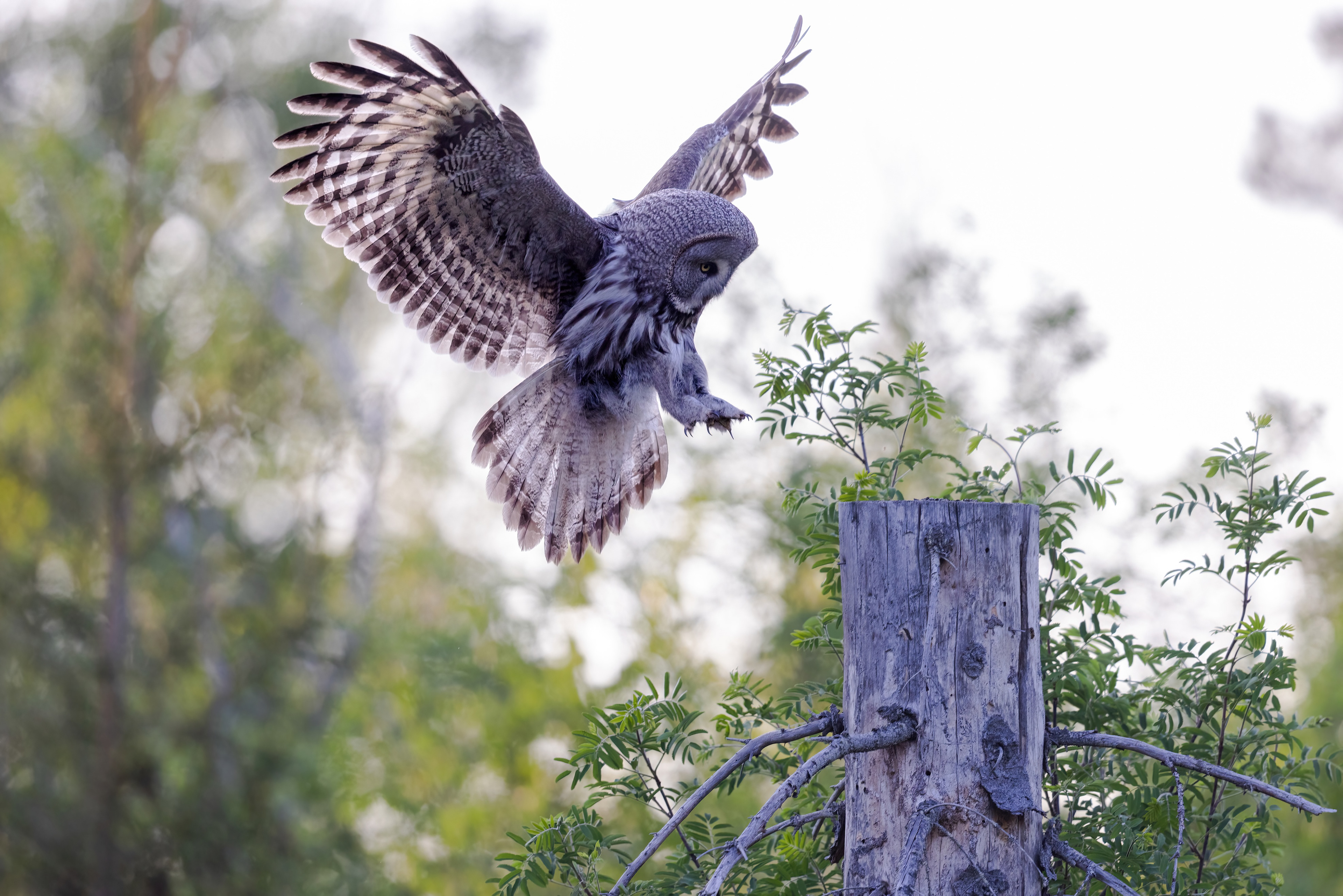 great grey owl