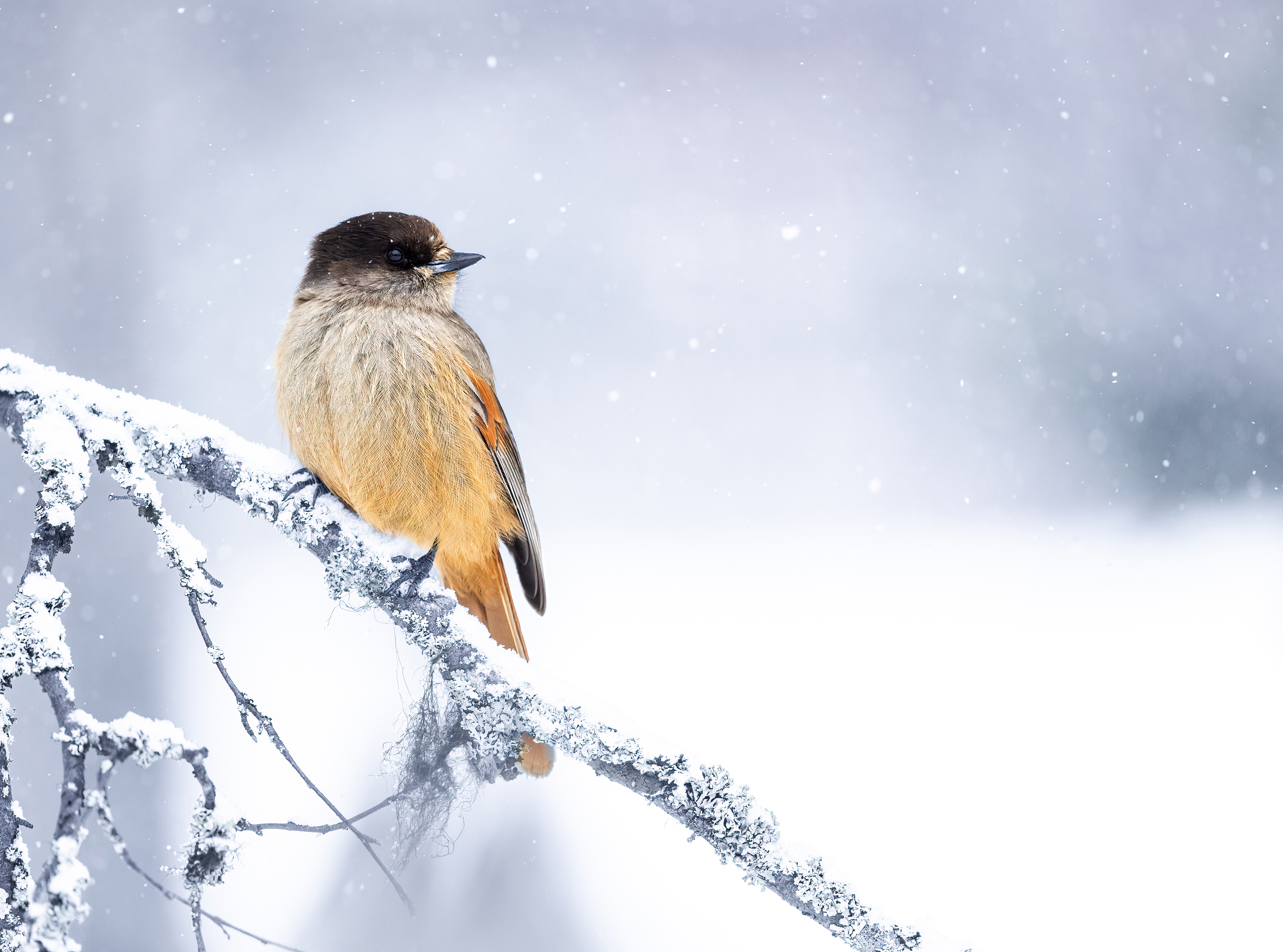 Sibirian jay