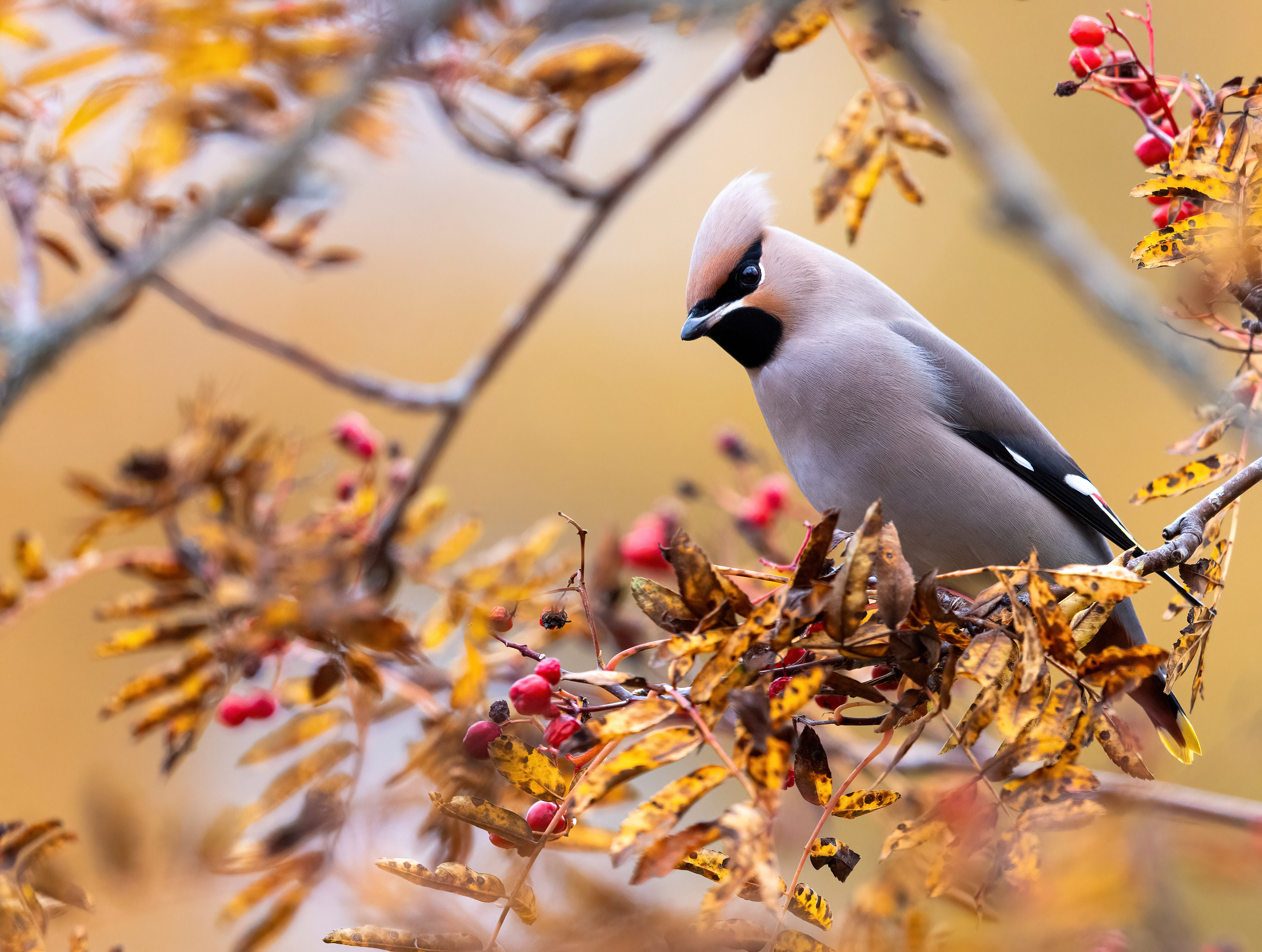 Bohemian waxwing