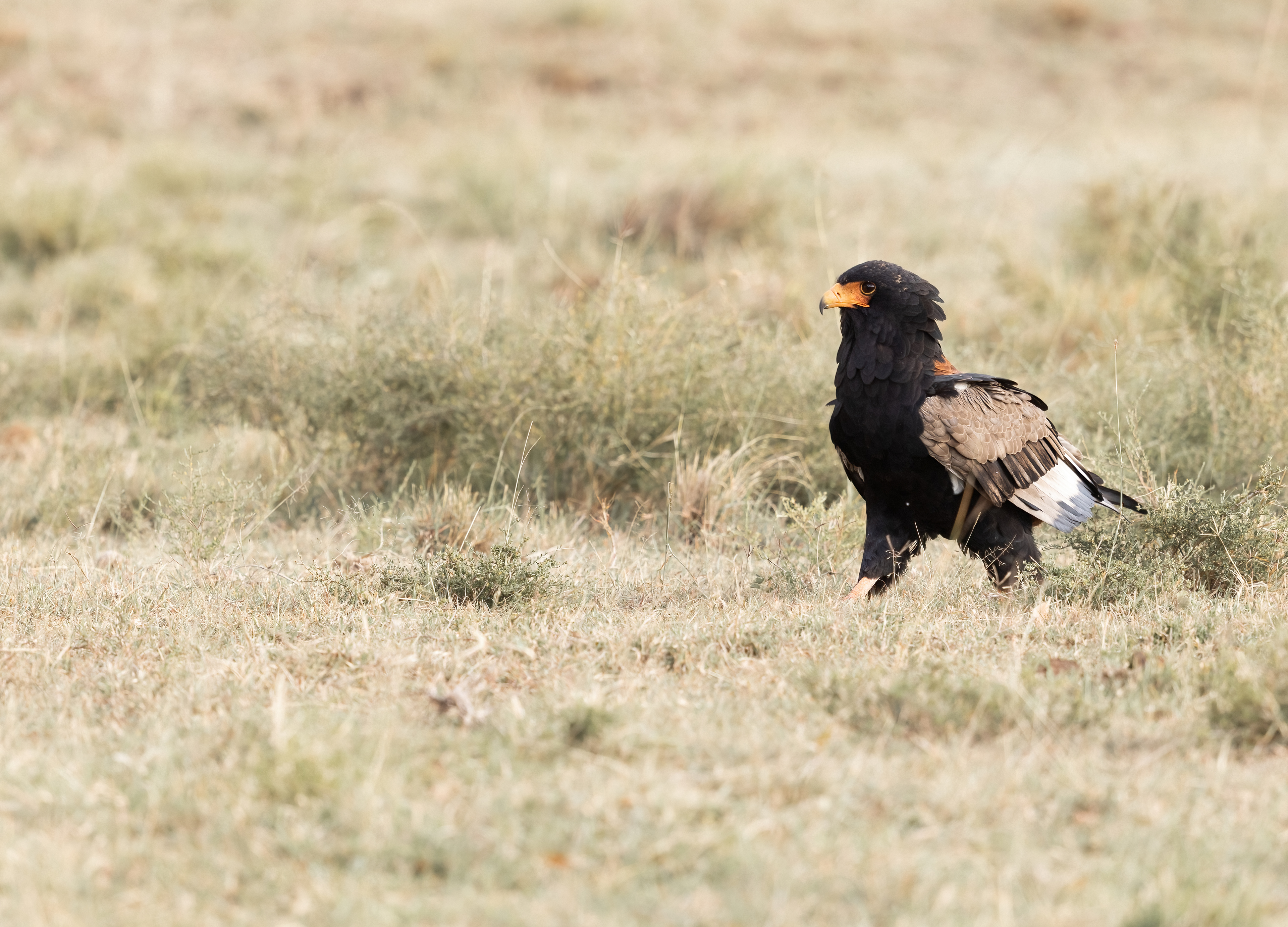 Left: Bateleur Eagle
