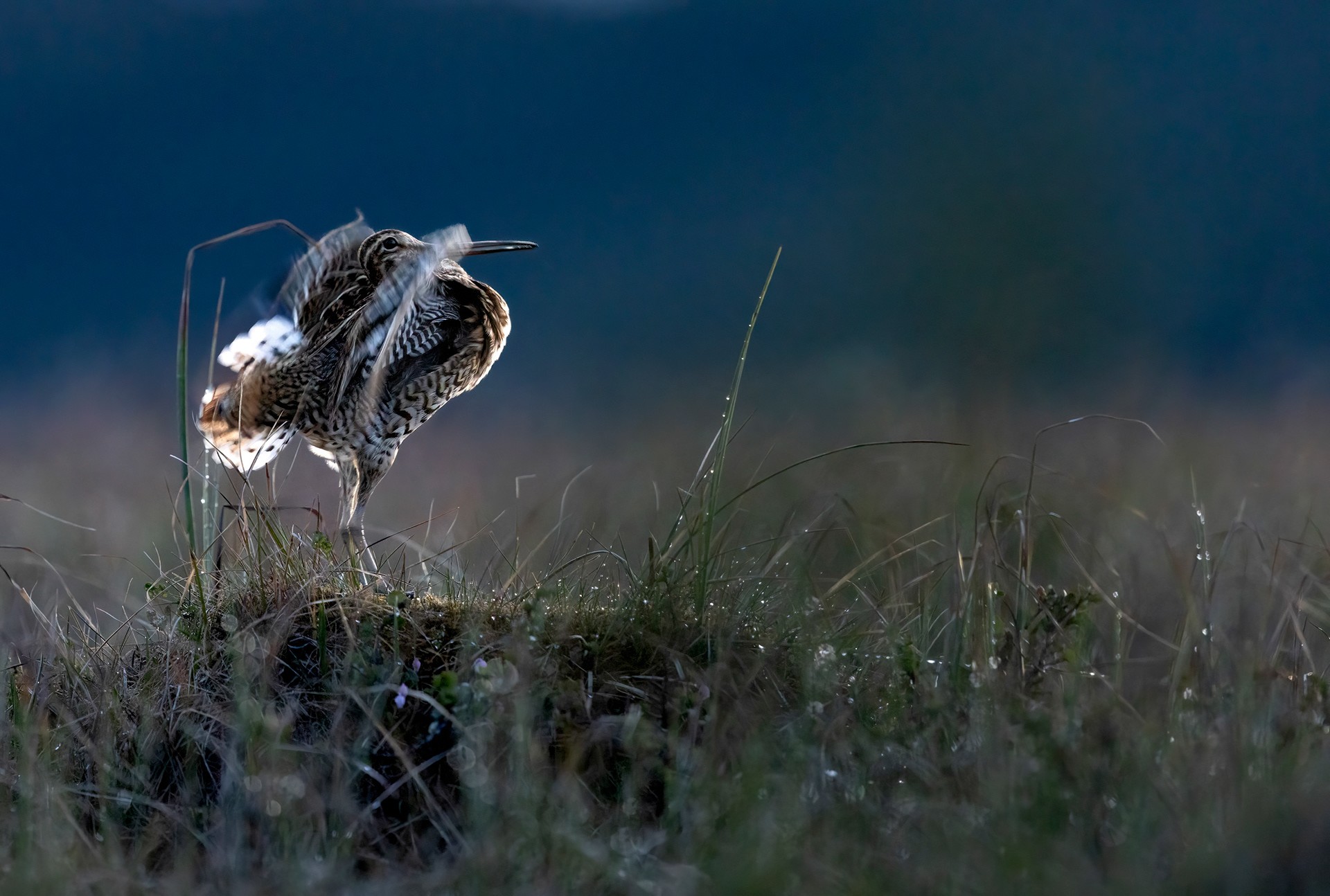 great snipe