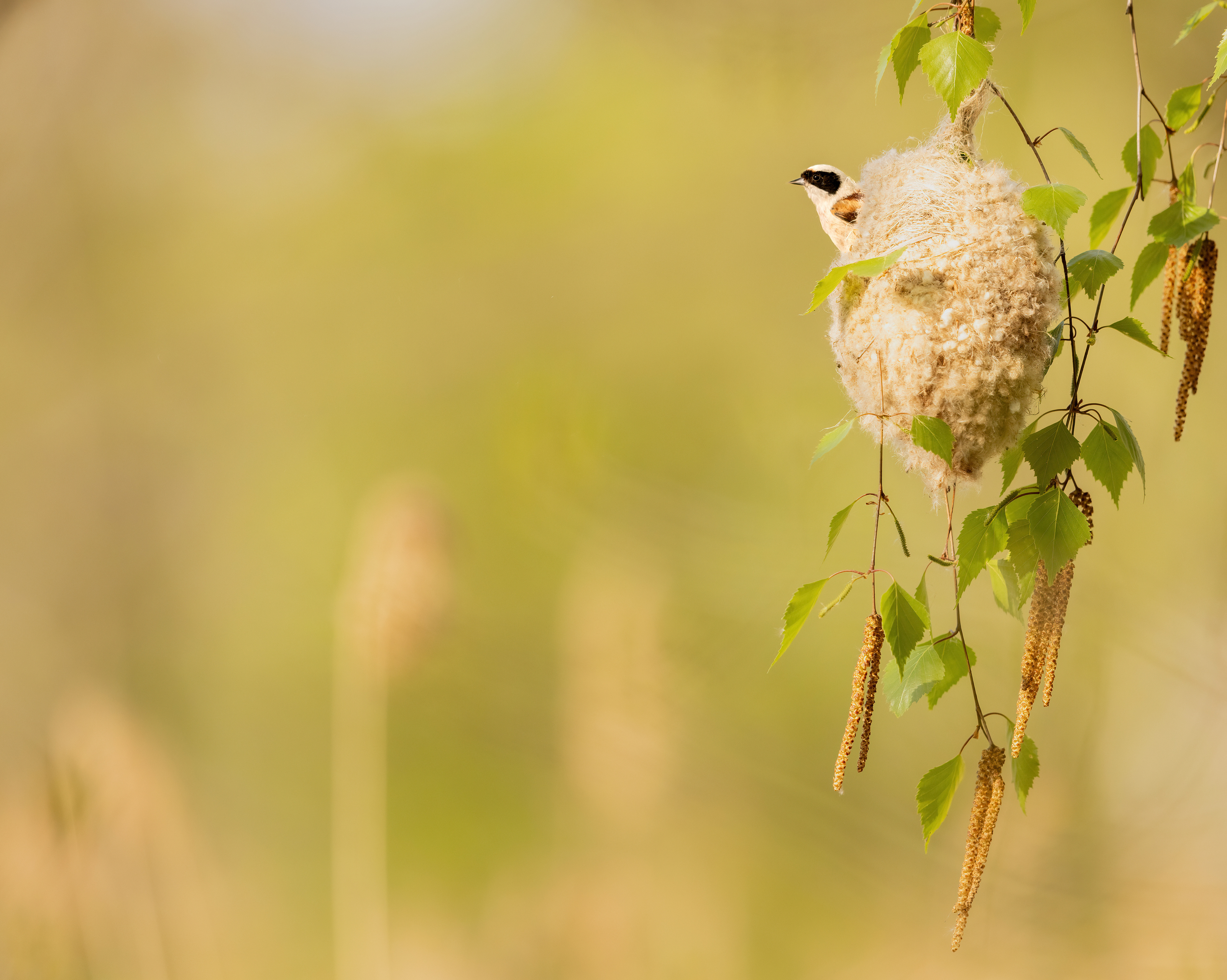 Penduline tit