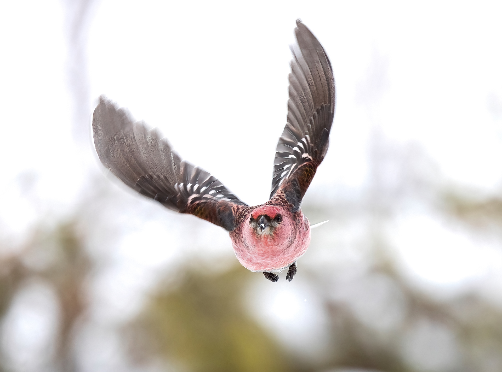 Pine grosbeak