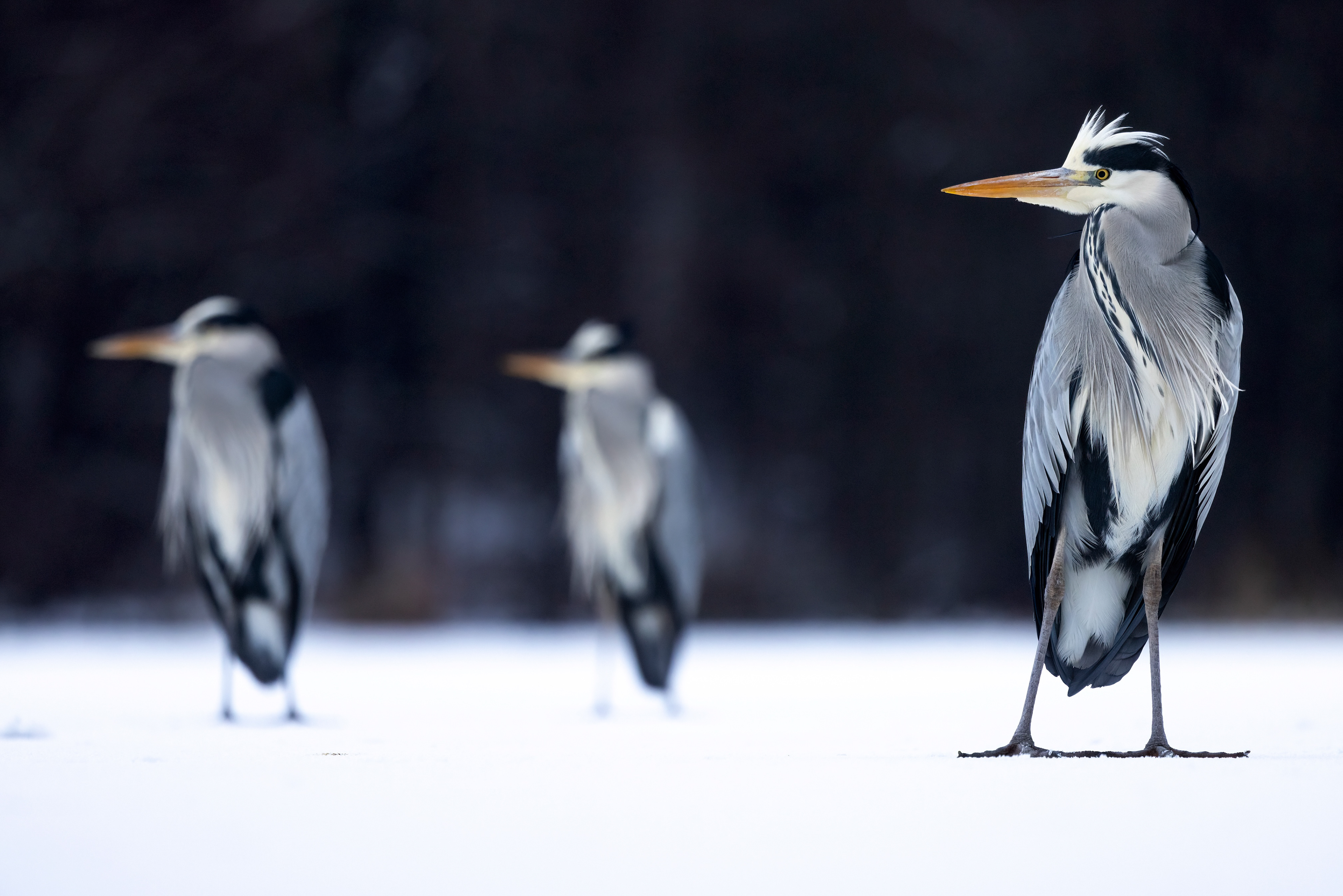 grey heron