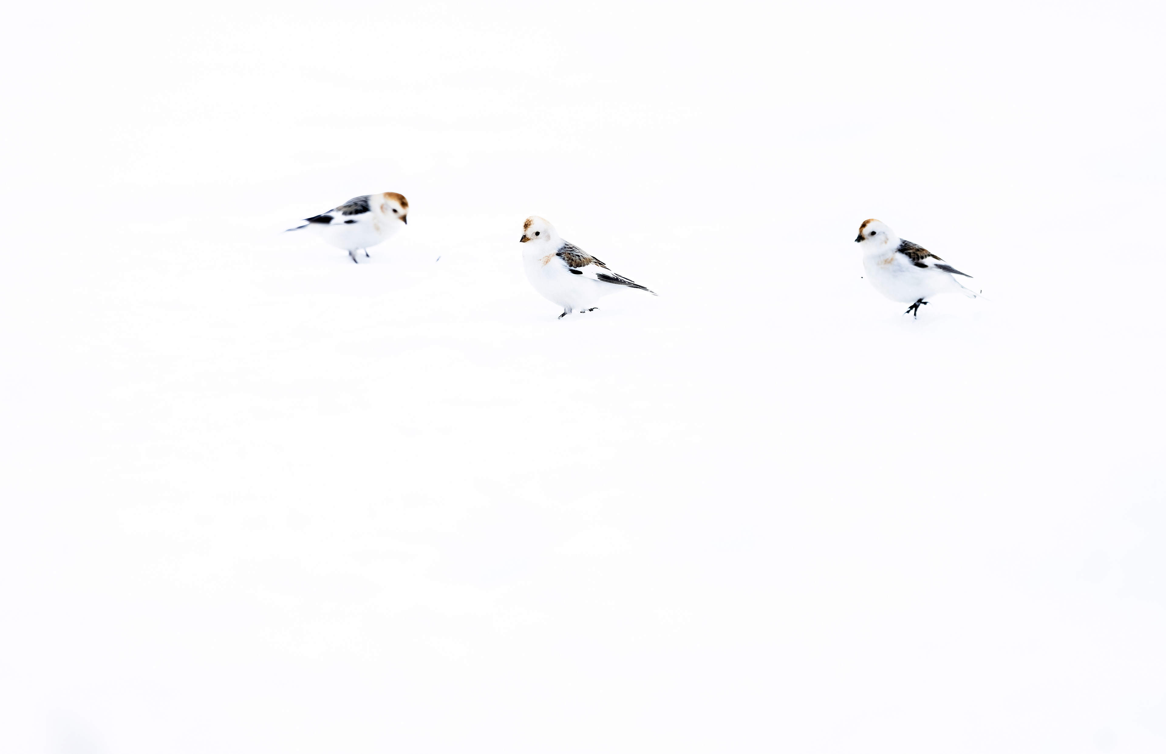 Snow bunting