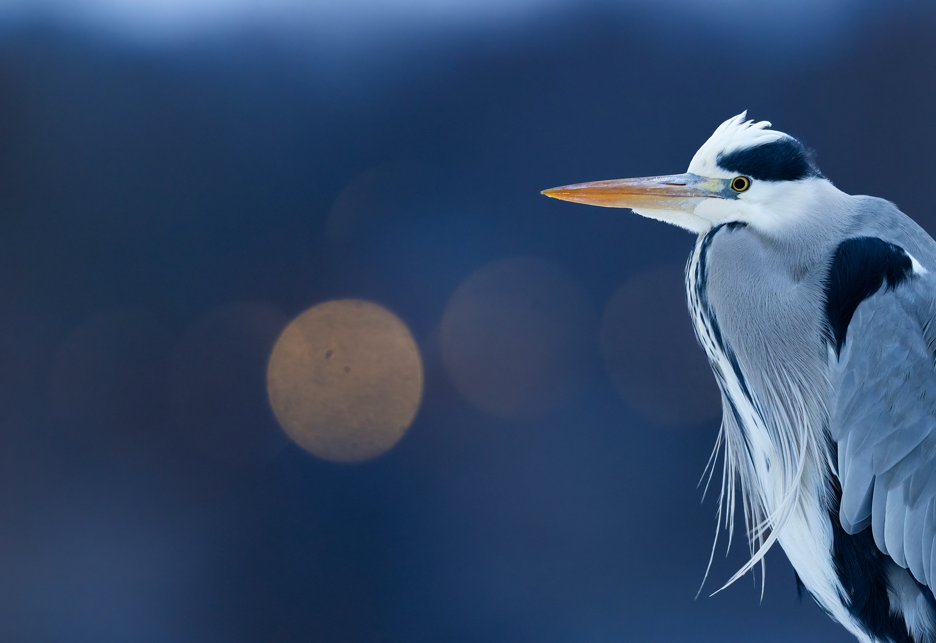 grey heron