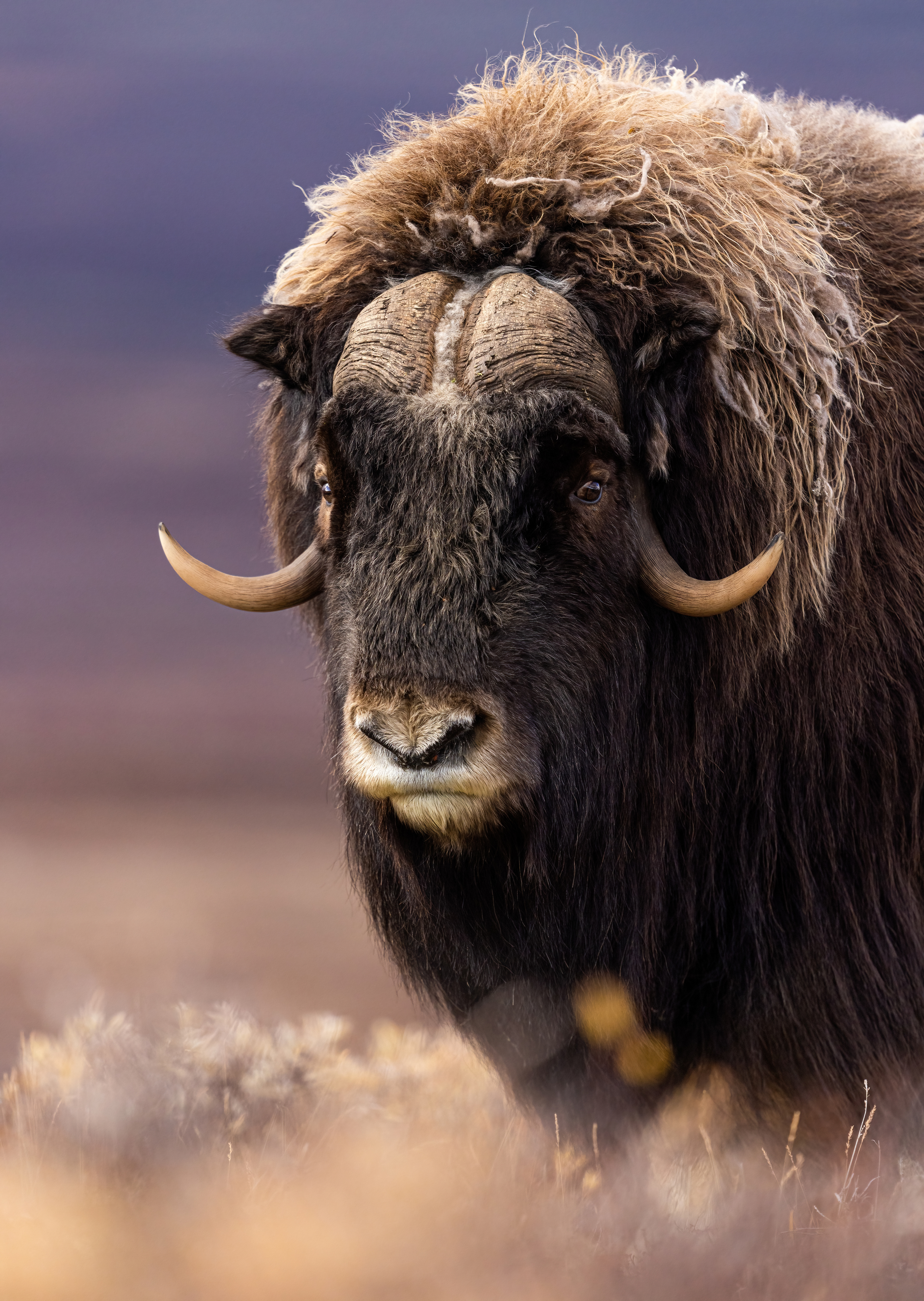 Musk ox