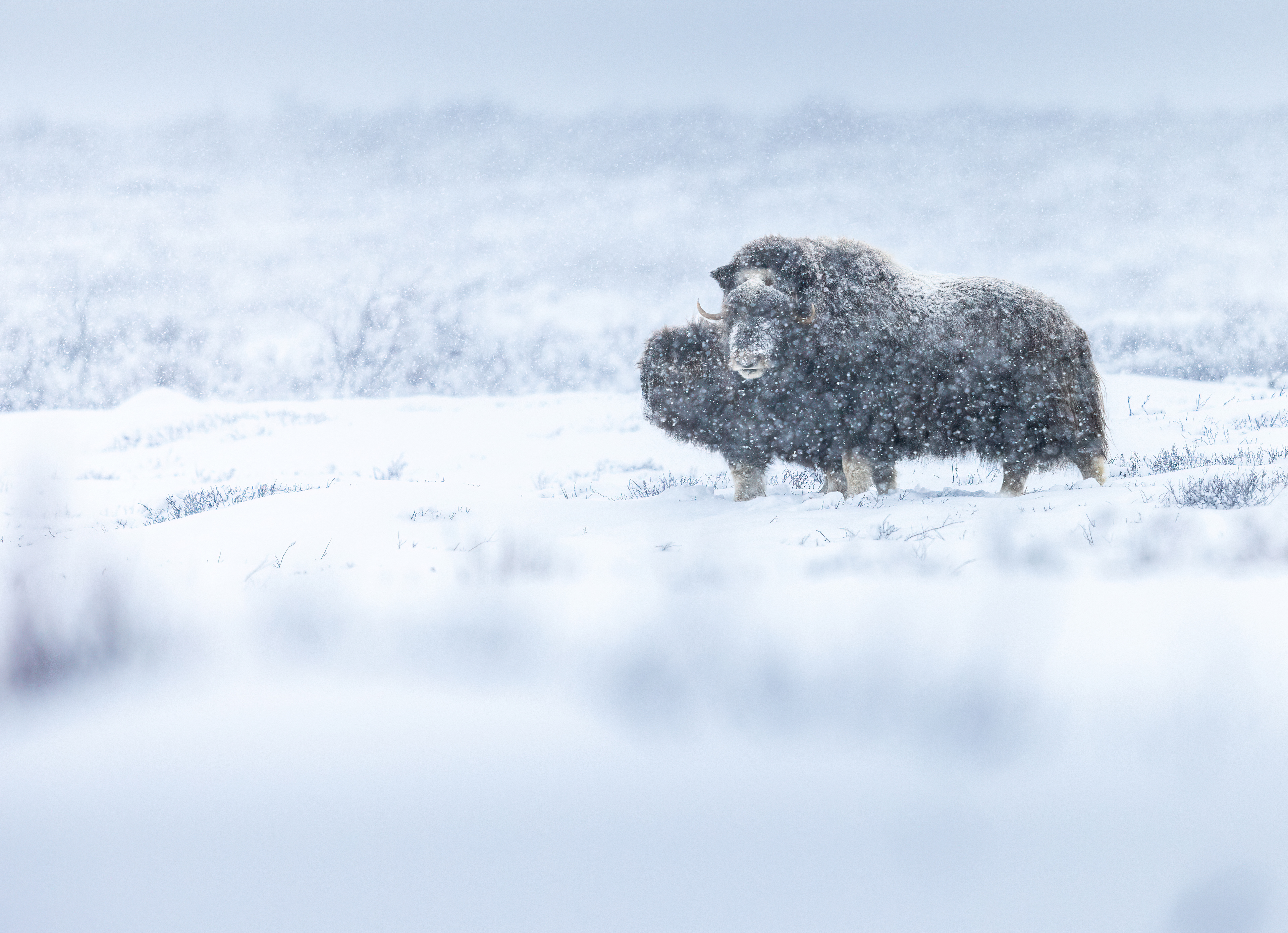 Musk ox