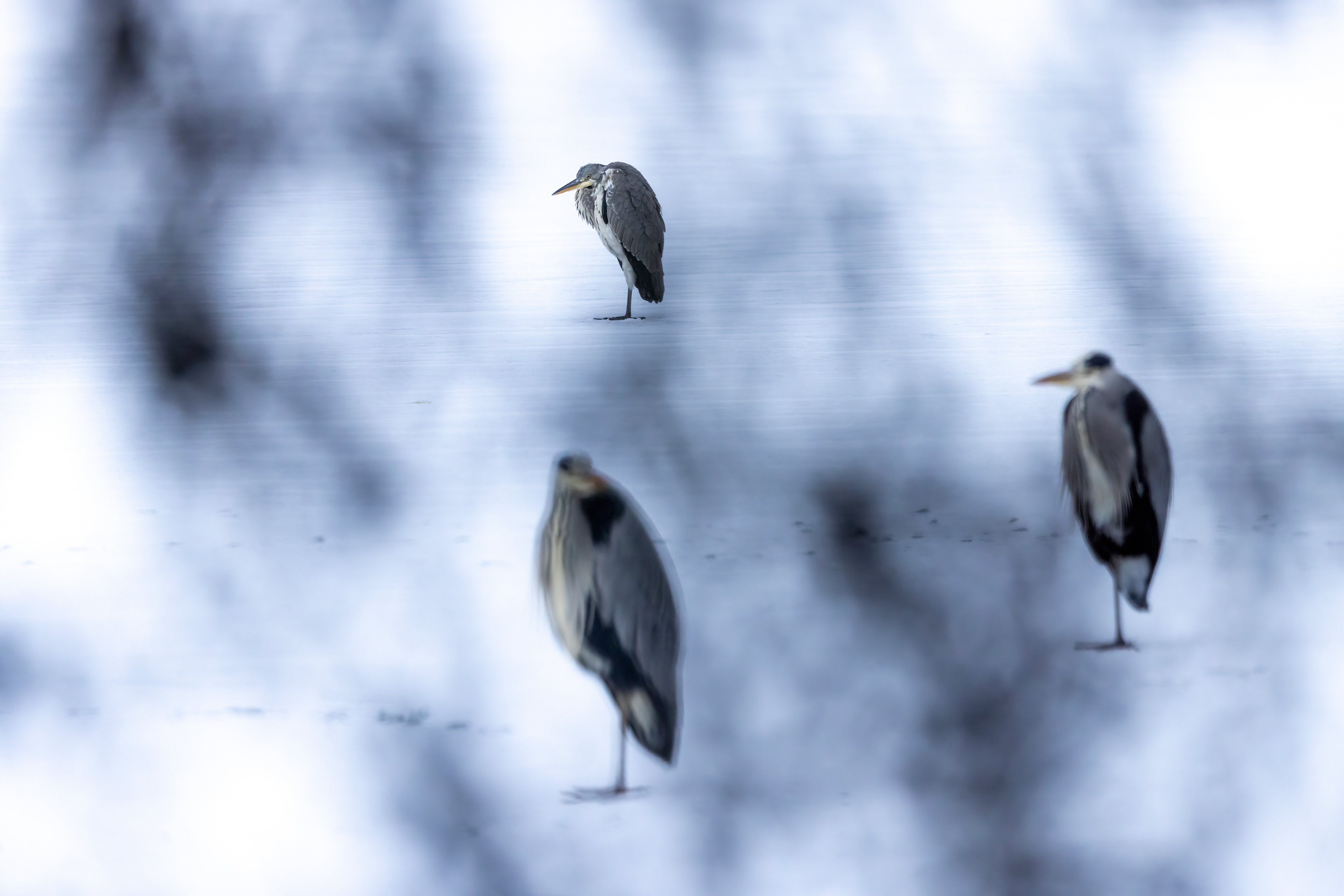 grey heron