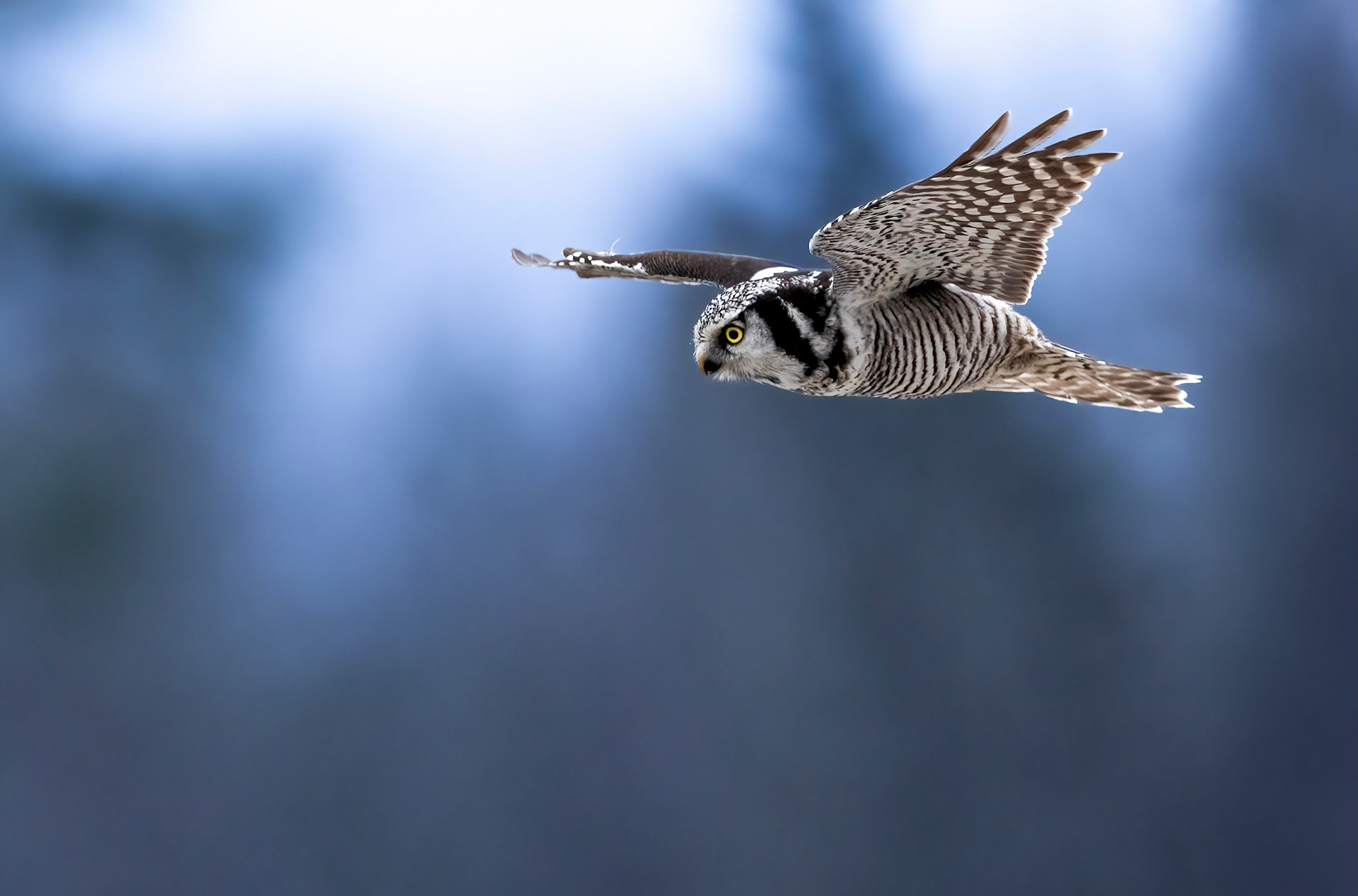 northern hawk owl