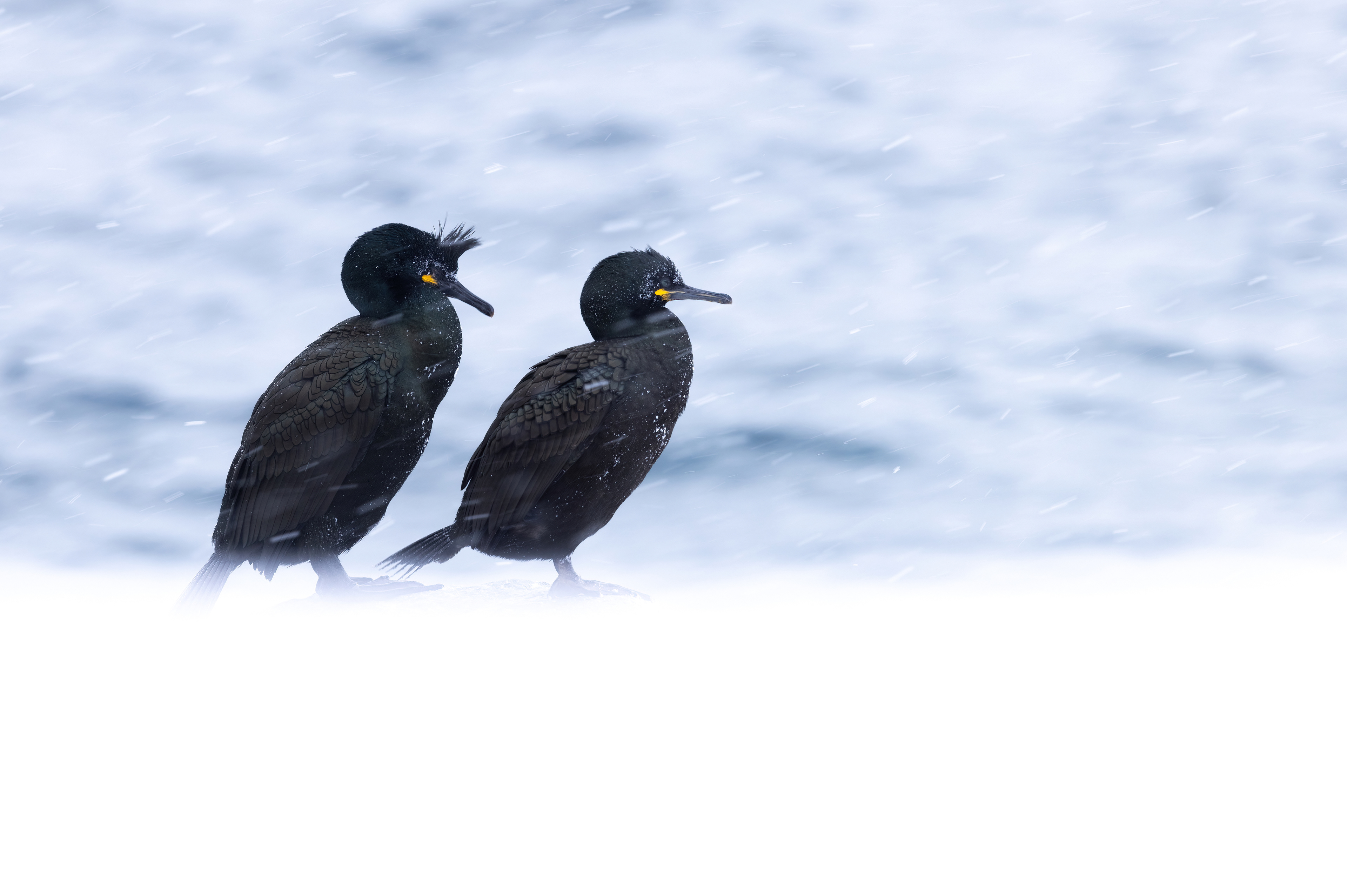 European shag
