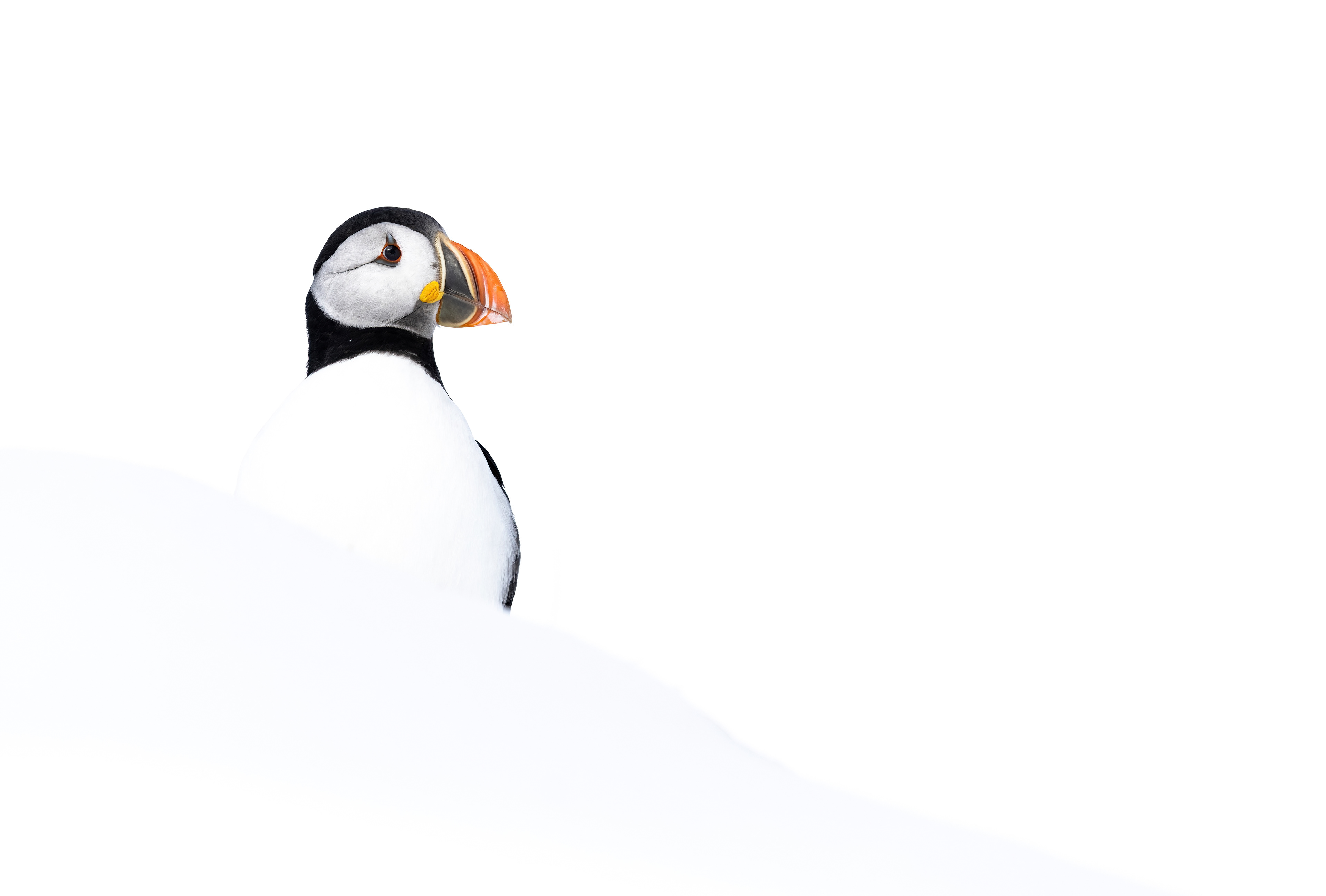 Puffin