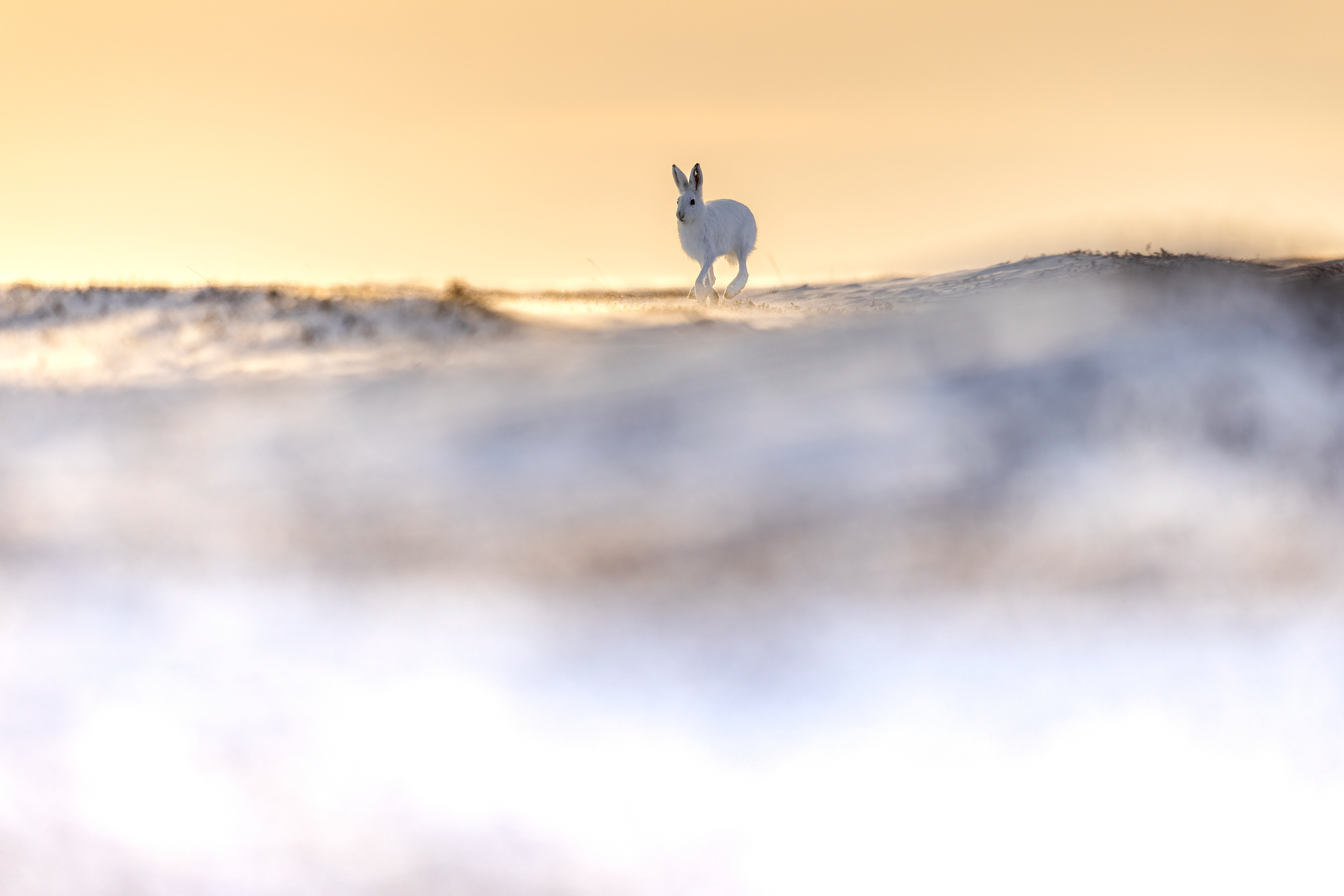 Arctic hare
