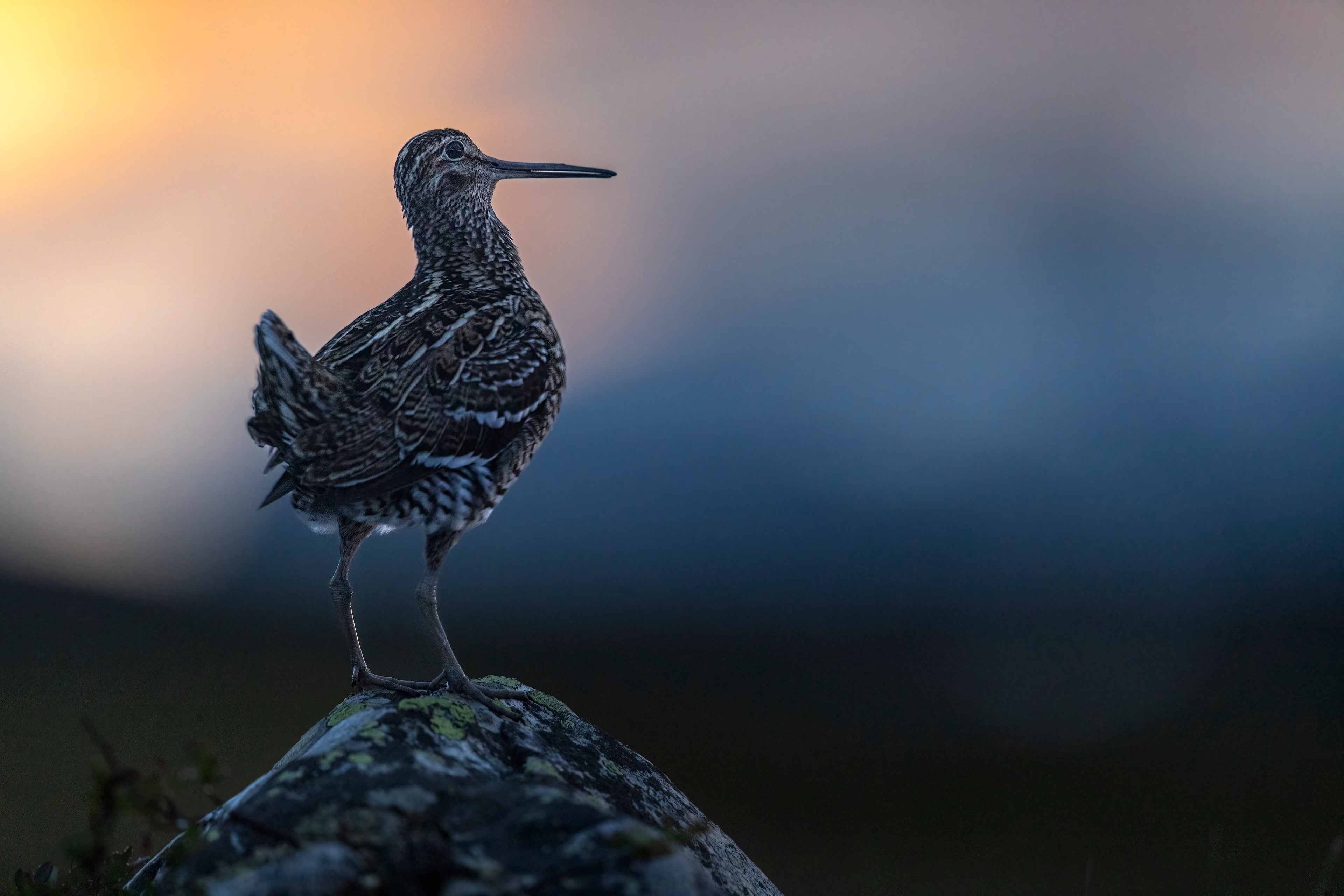 great snipe