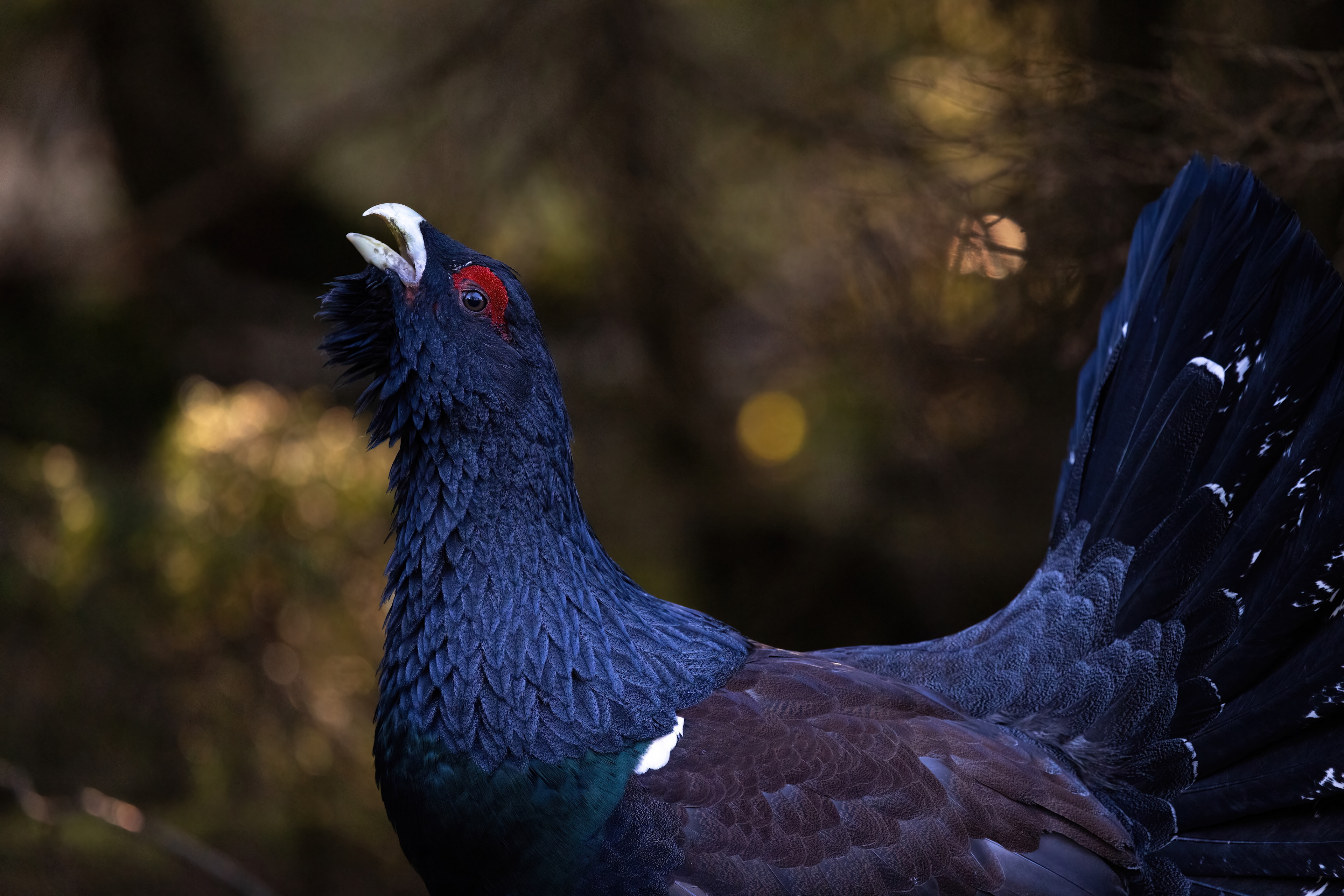 capercaillie