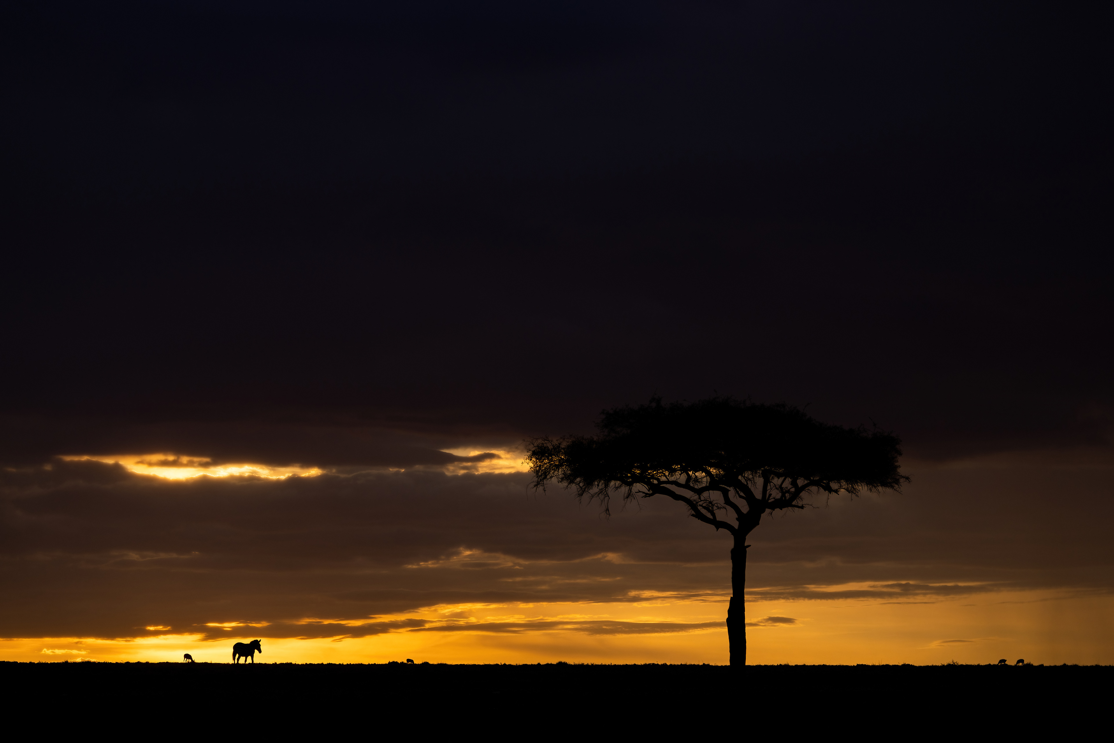 Wildebeest and Thompson's gazelles next to an acacia tree