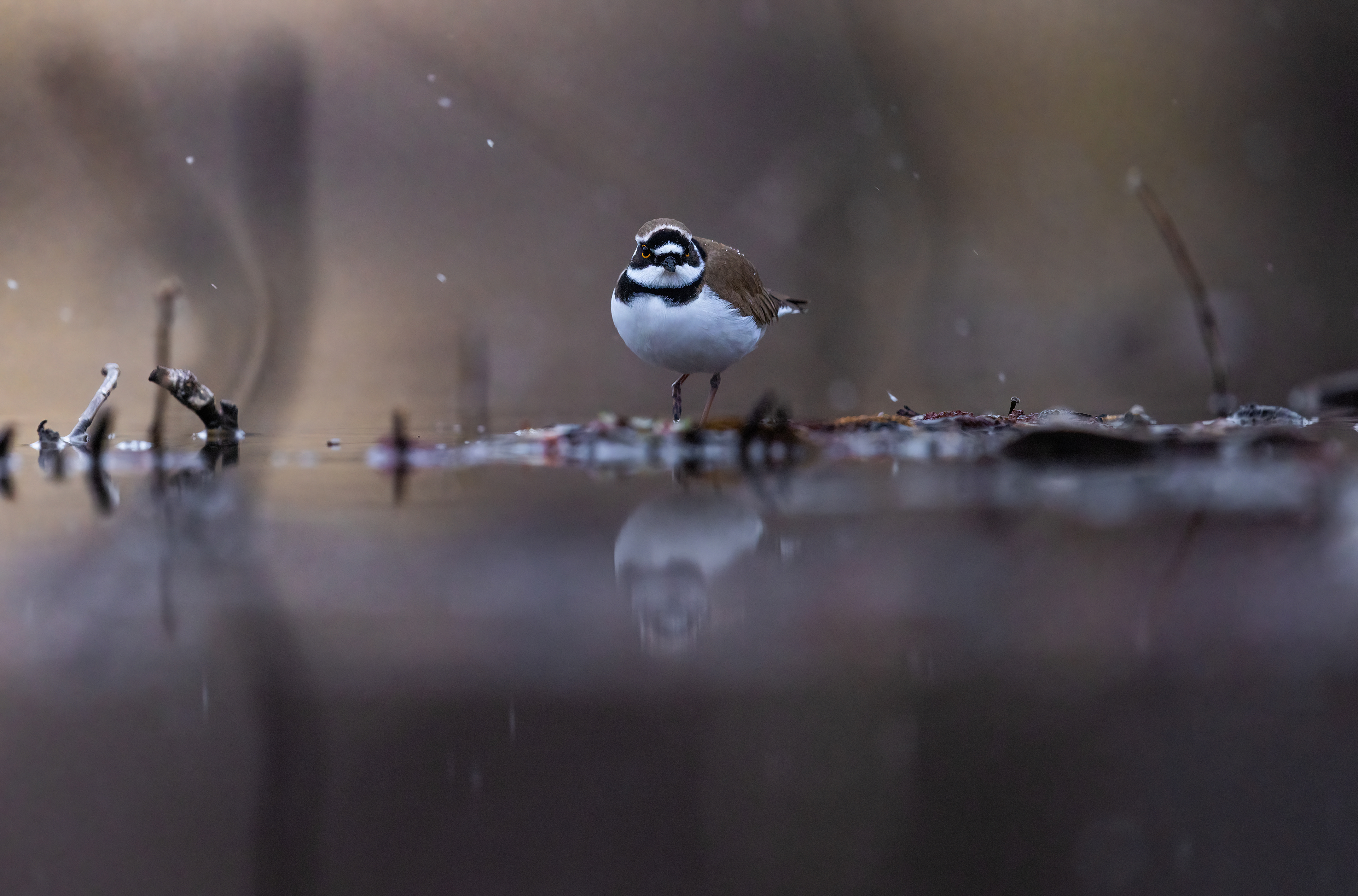 Little ringed plover
