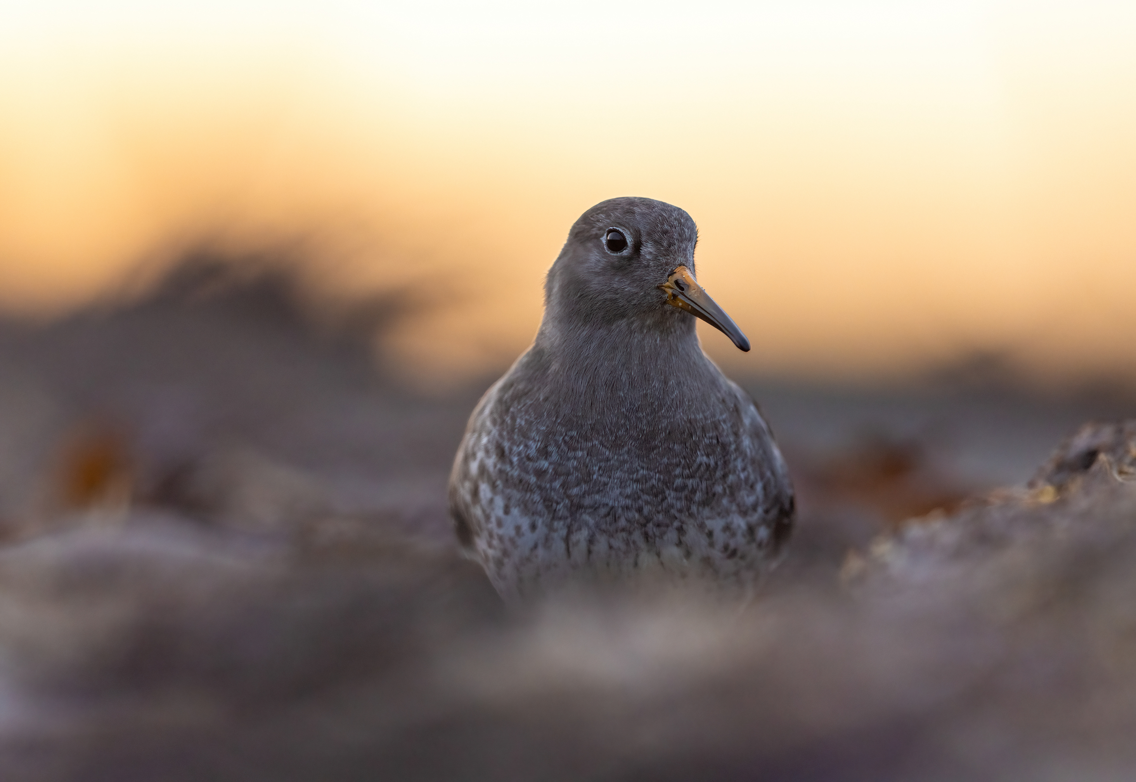 PURPLE SANDPIPER