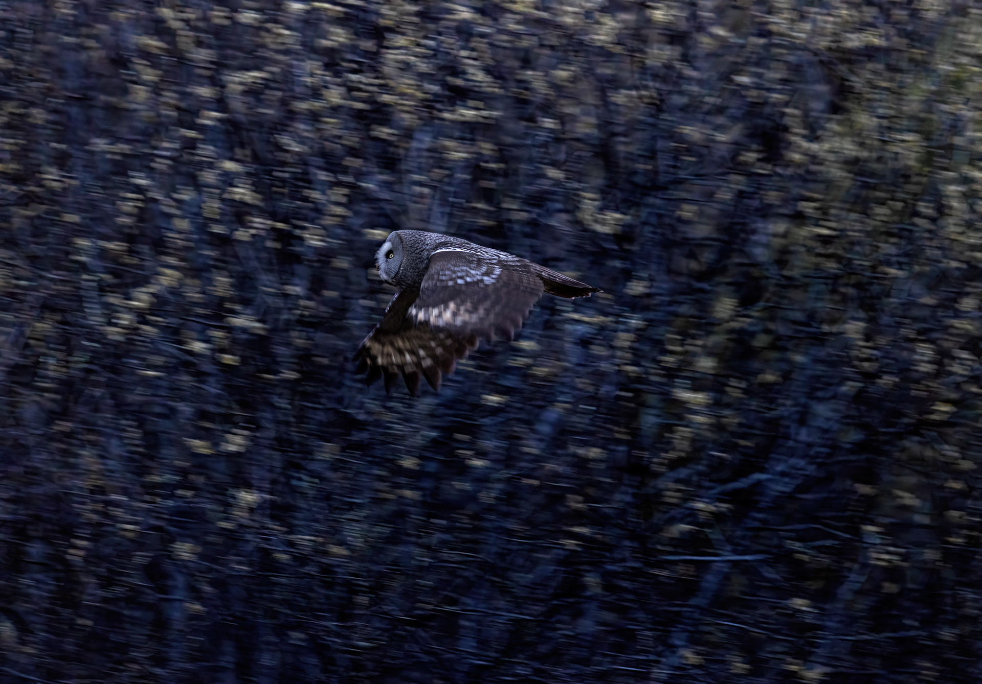 great grey owl