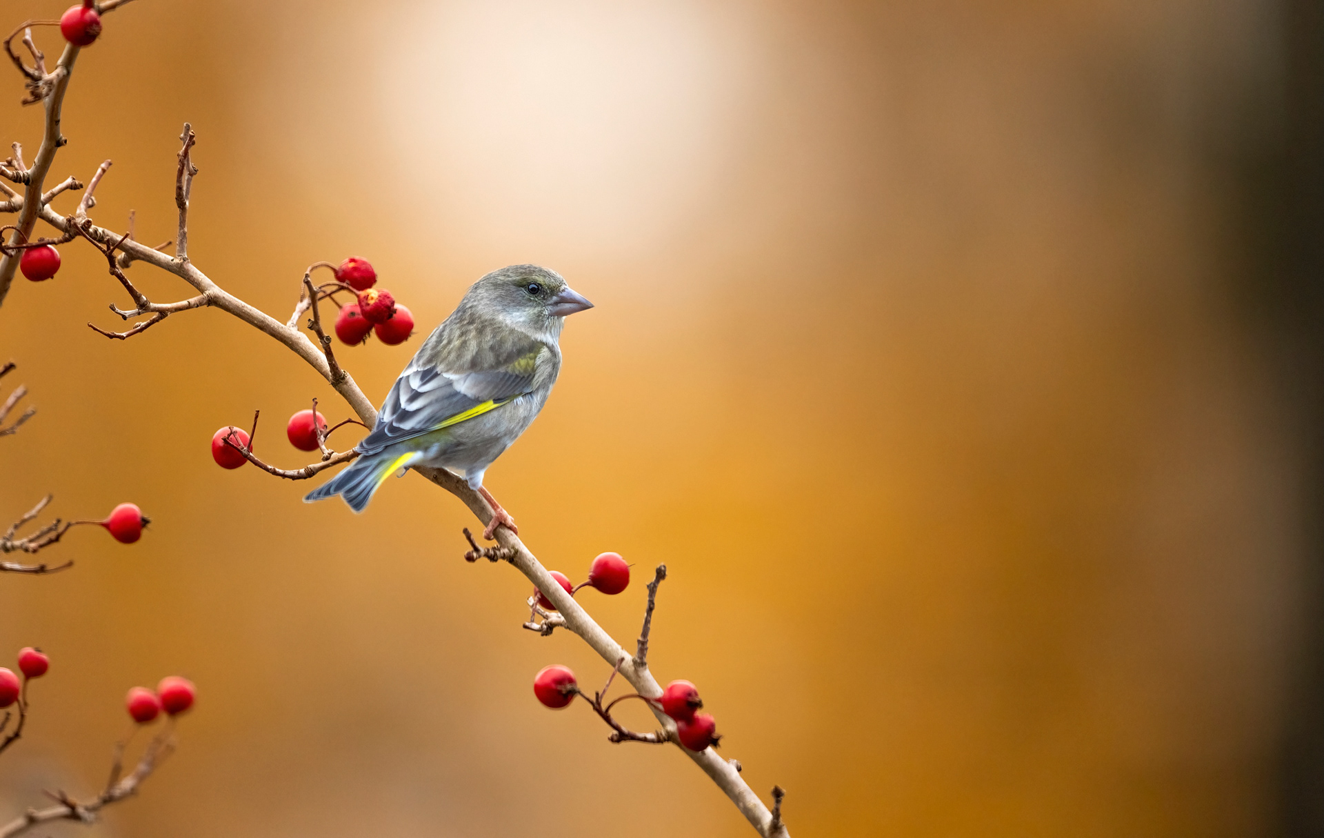 greenfinch
