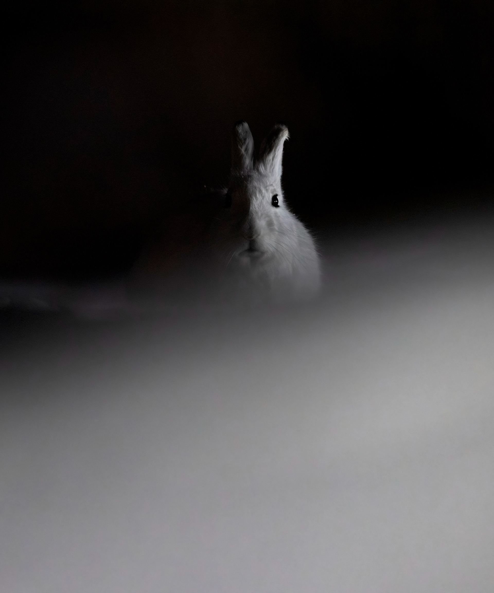 Arctic hare