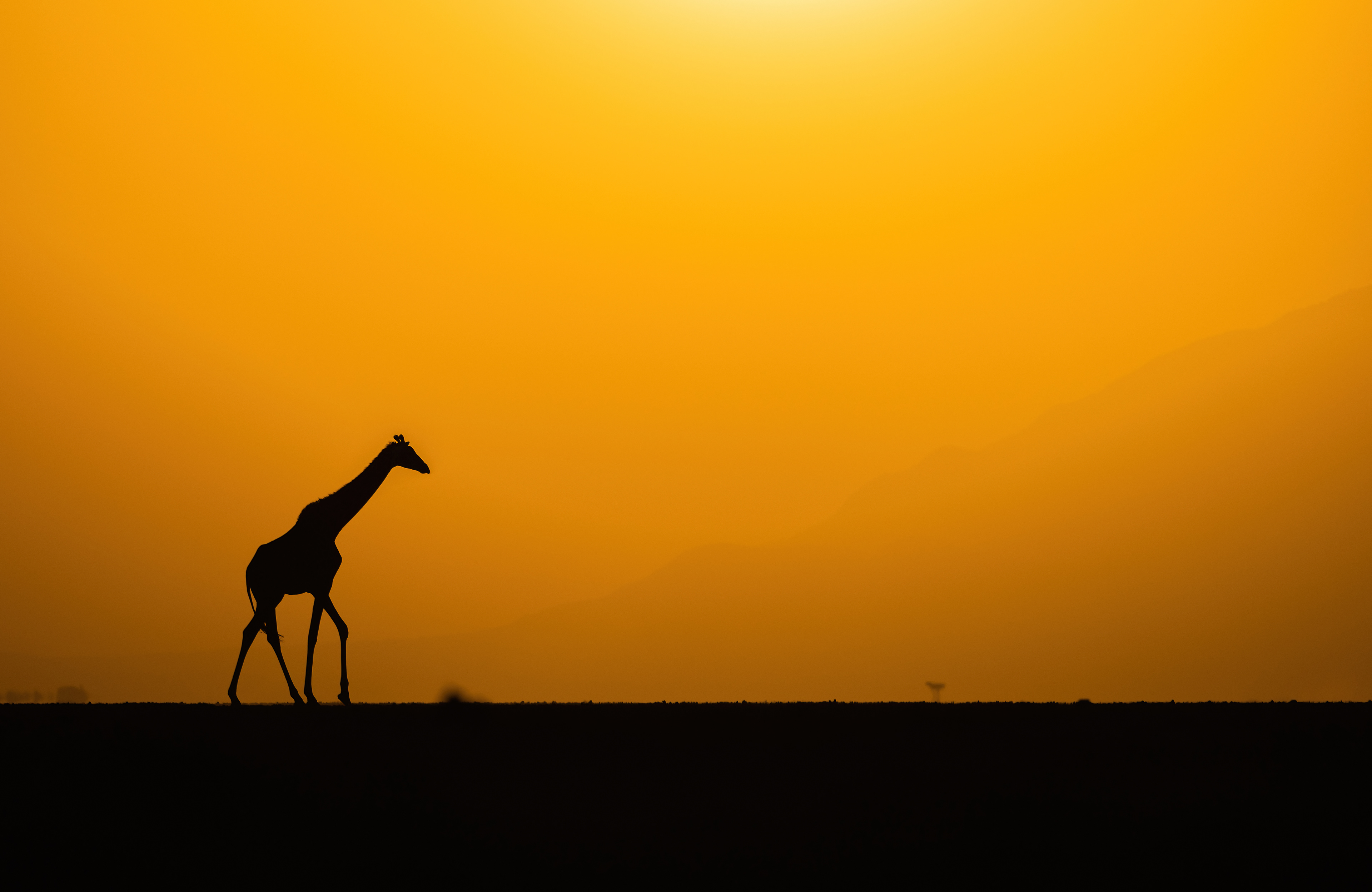 Giraffe