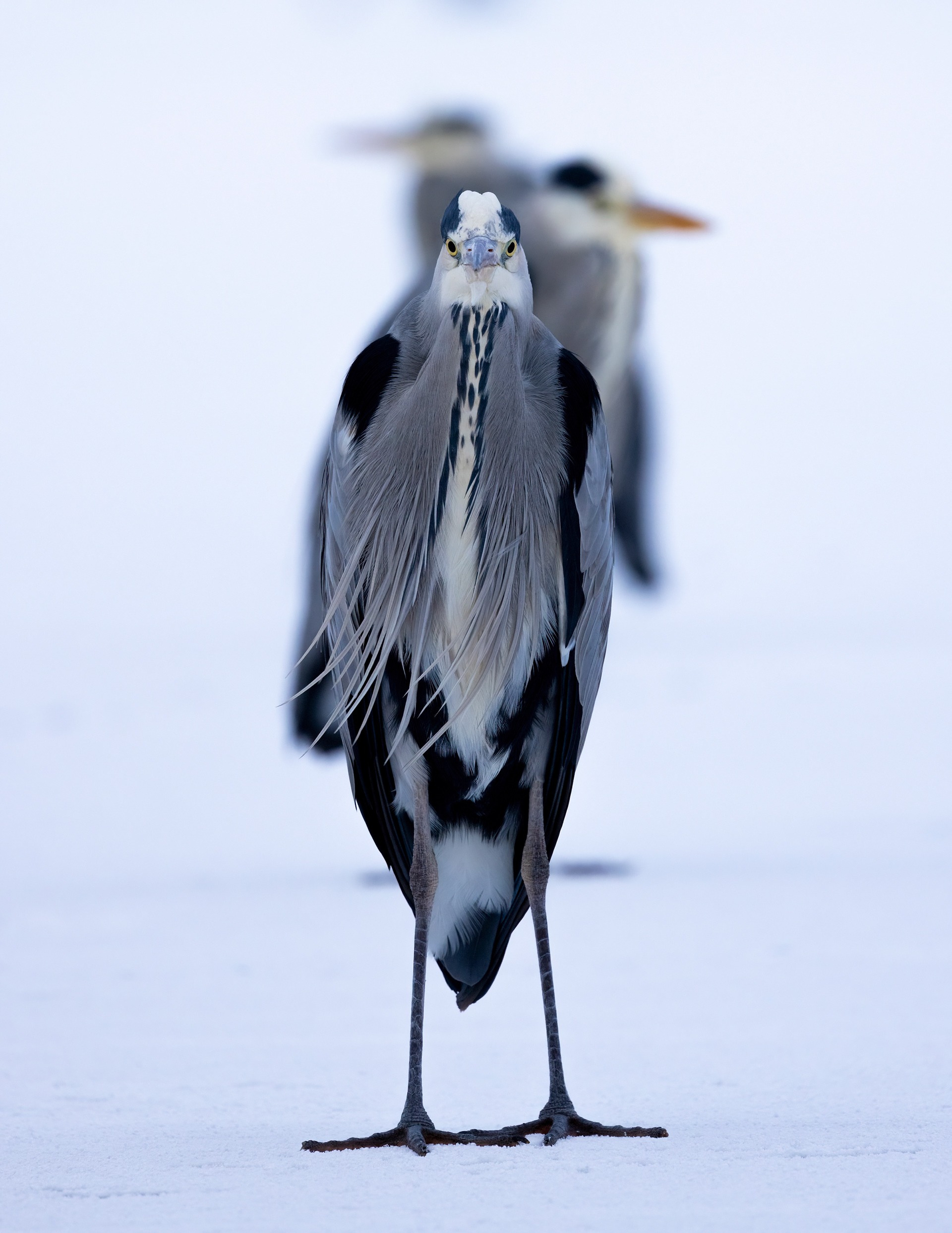 grey heron