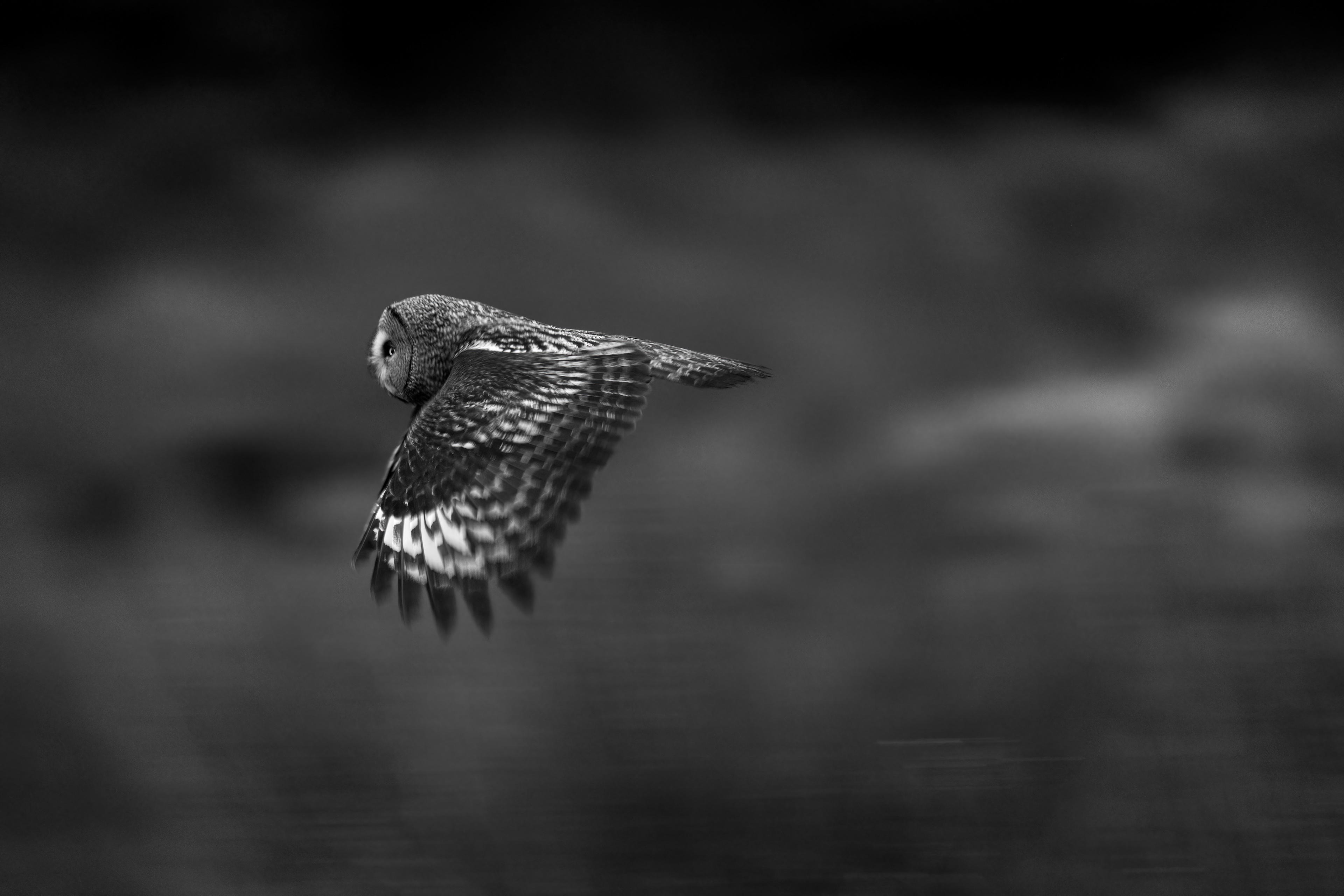 great grey owl