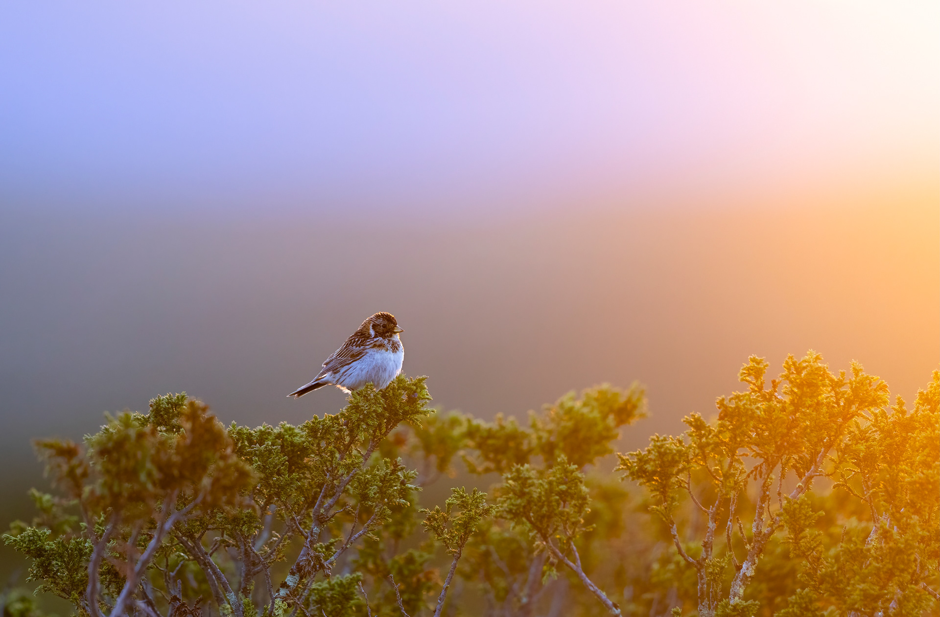 Lappland longspur