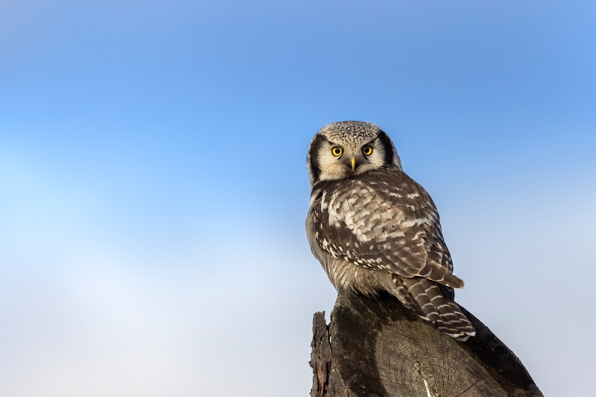 northern hawk owl