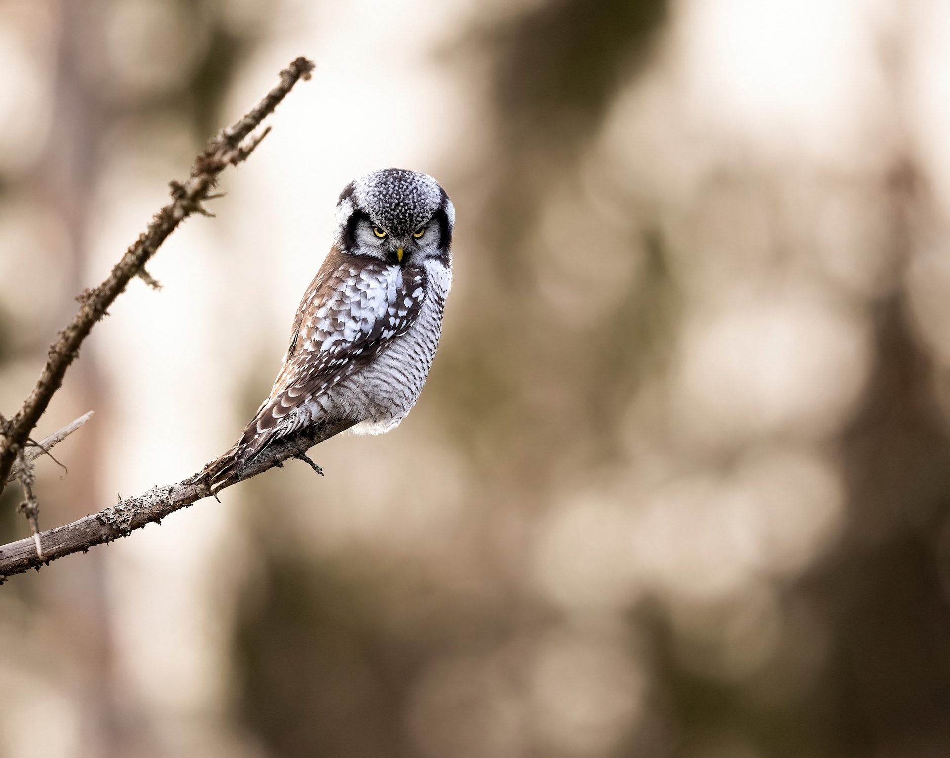 northern hawk owl