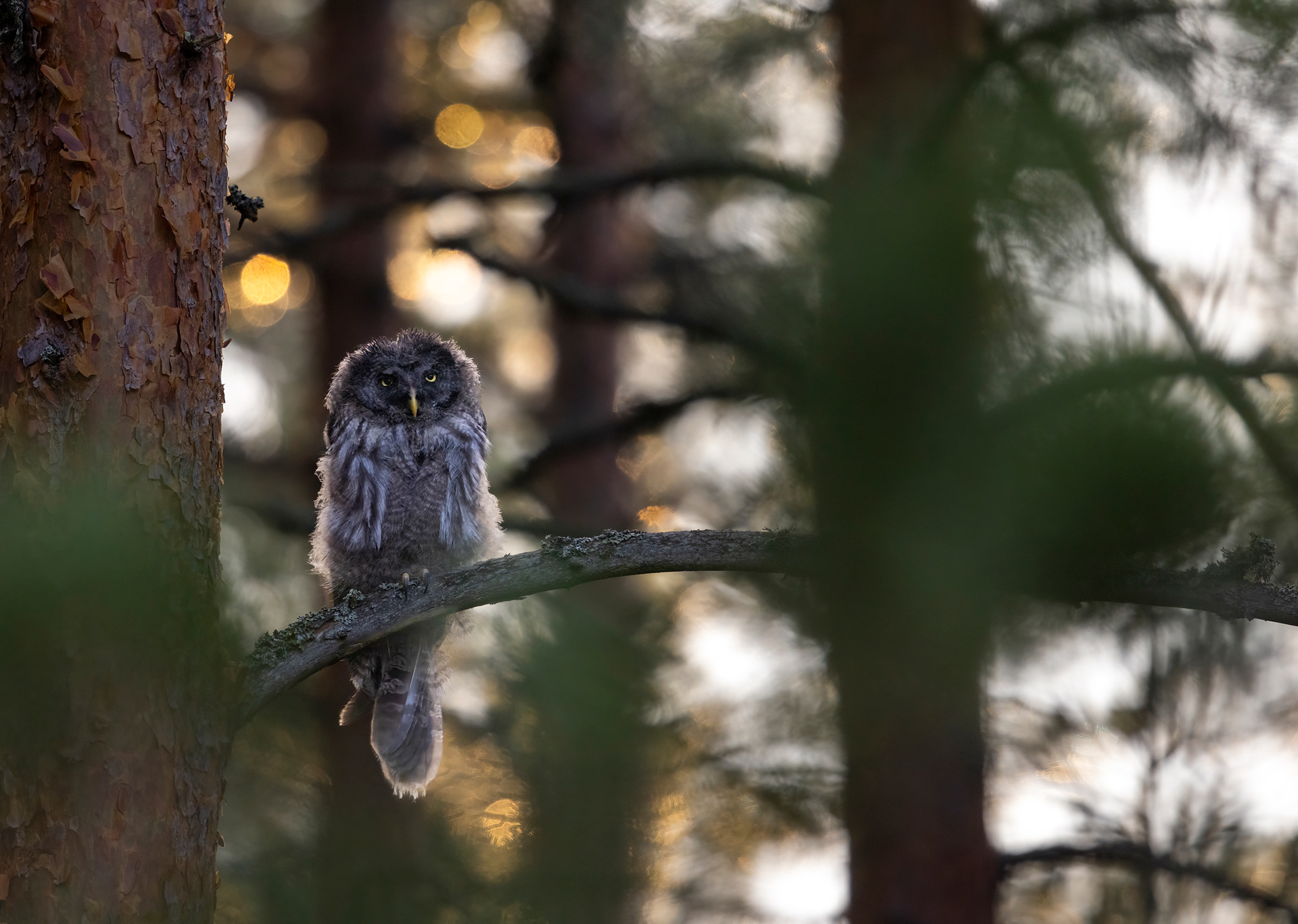 great grey owl