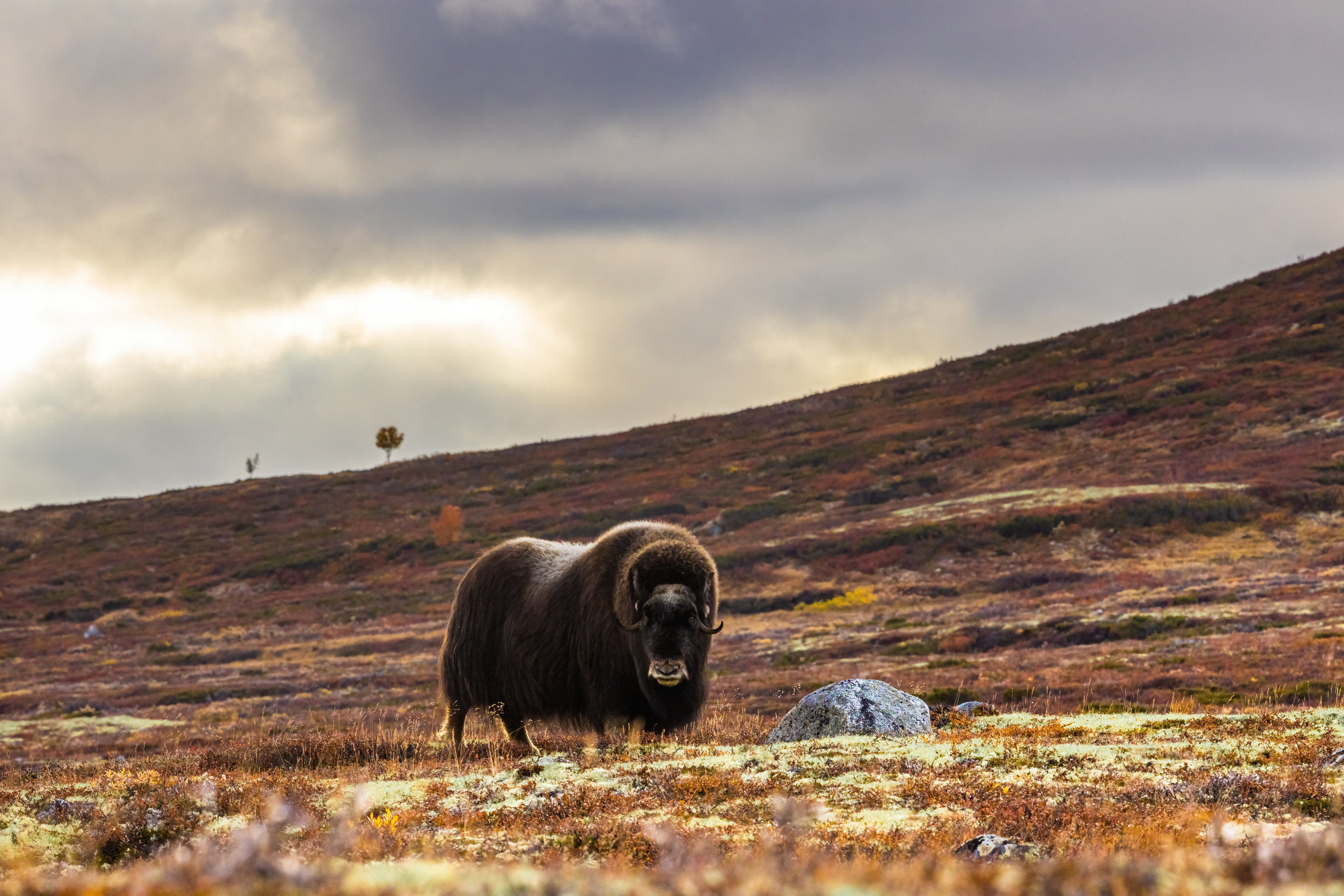 Musk ox