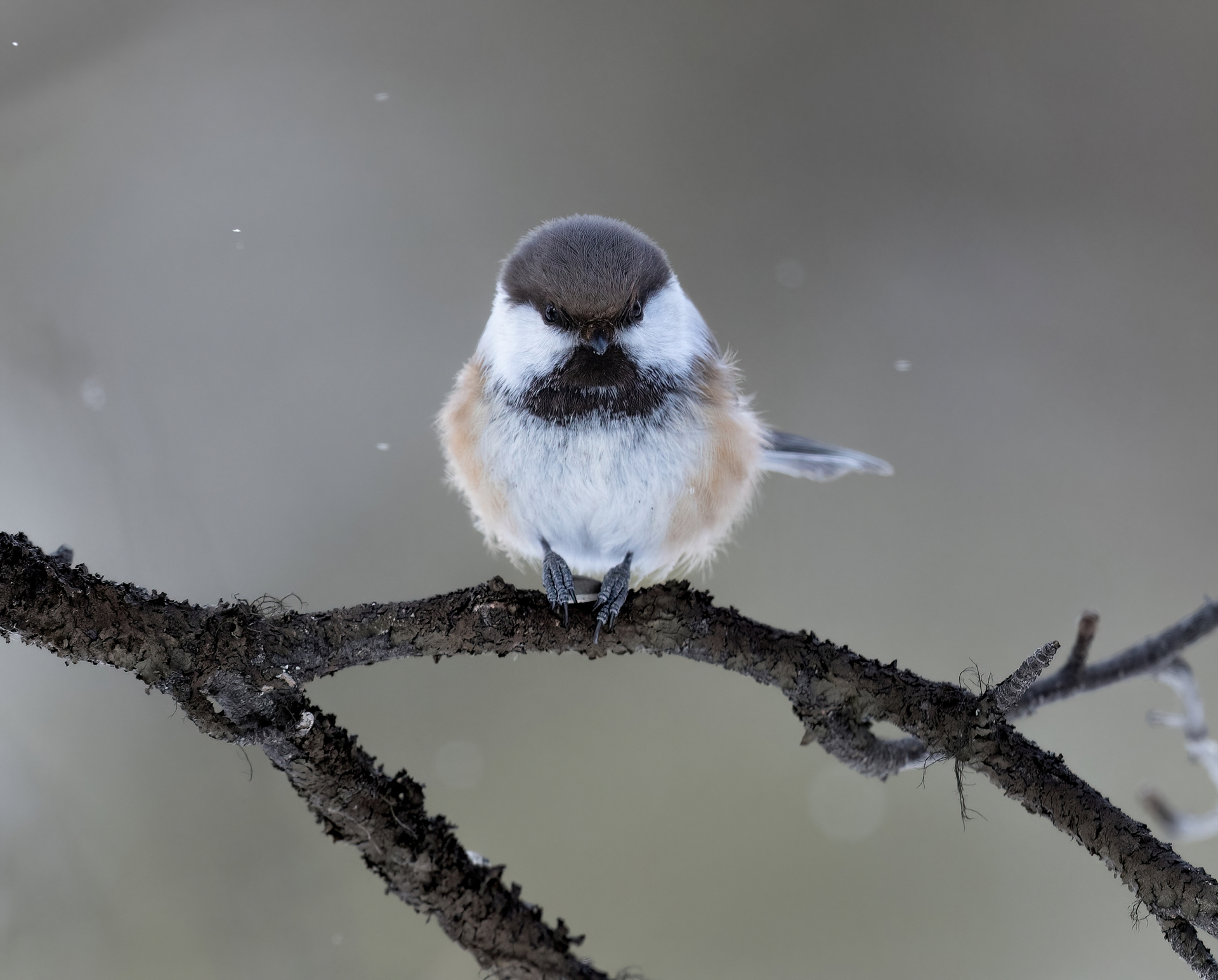 Siberian tit