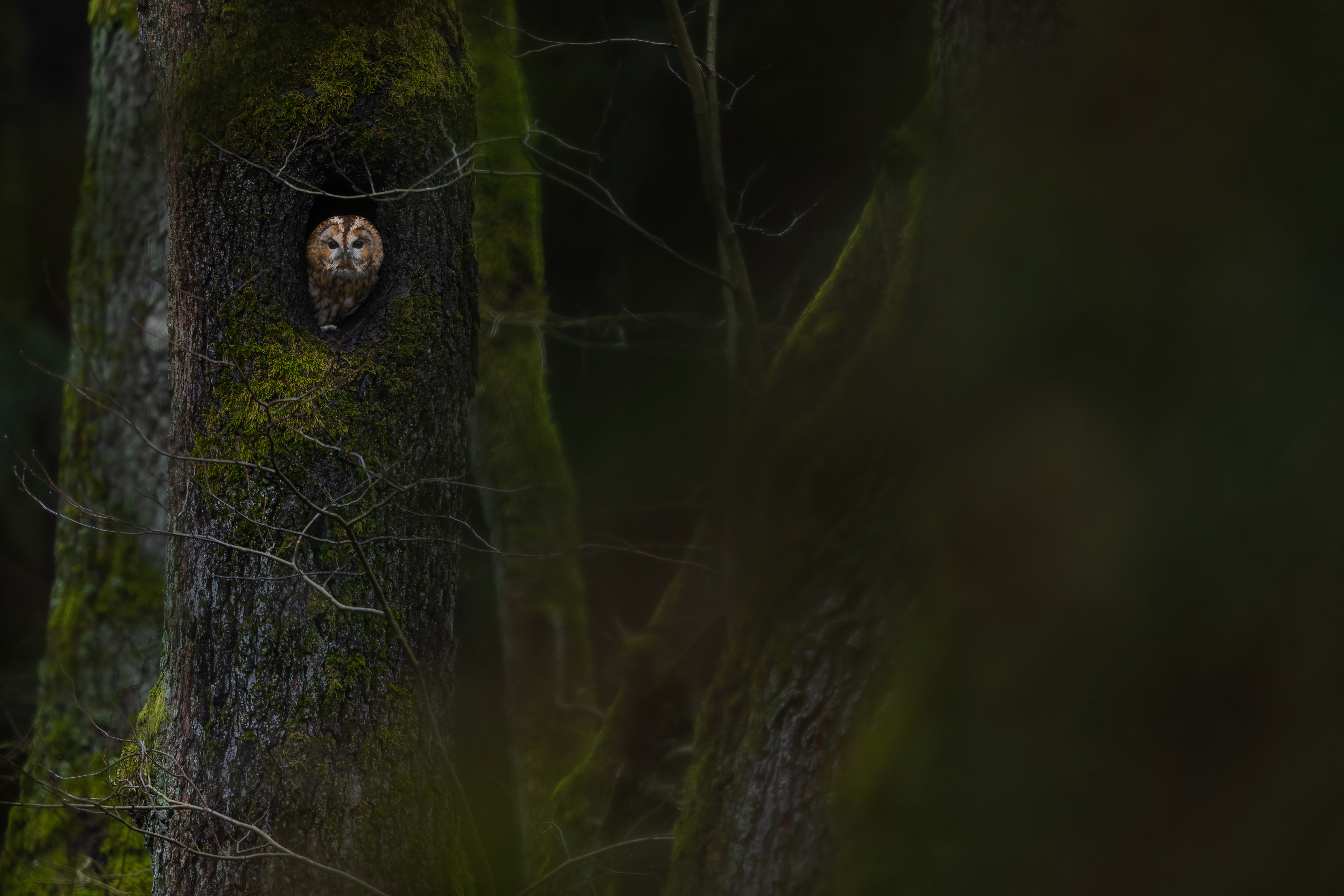 Tawny owl