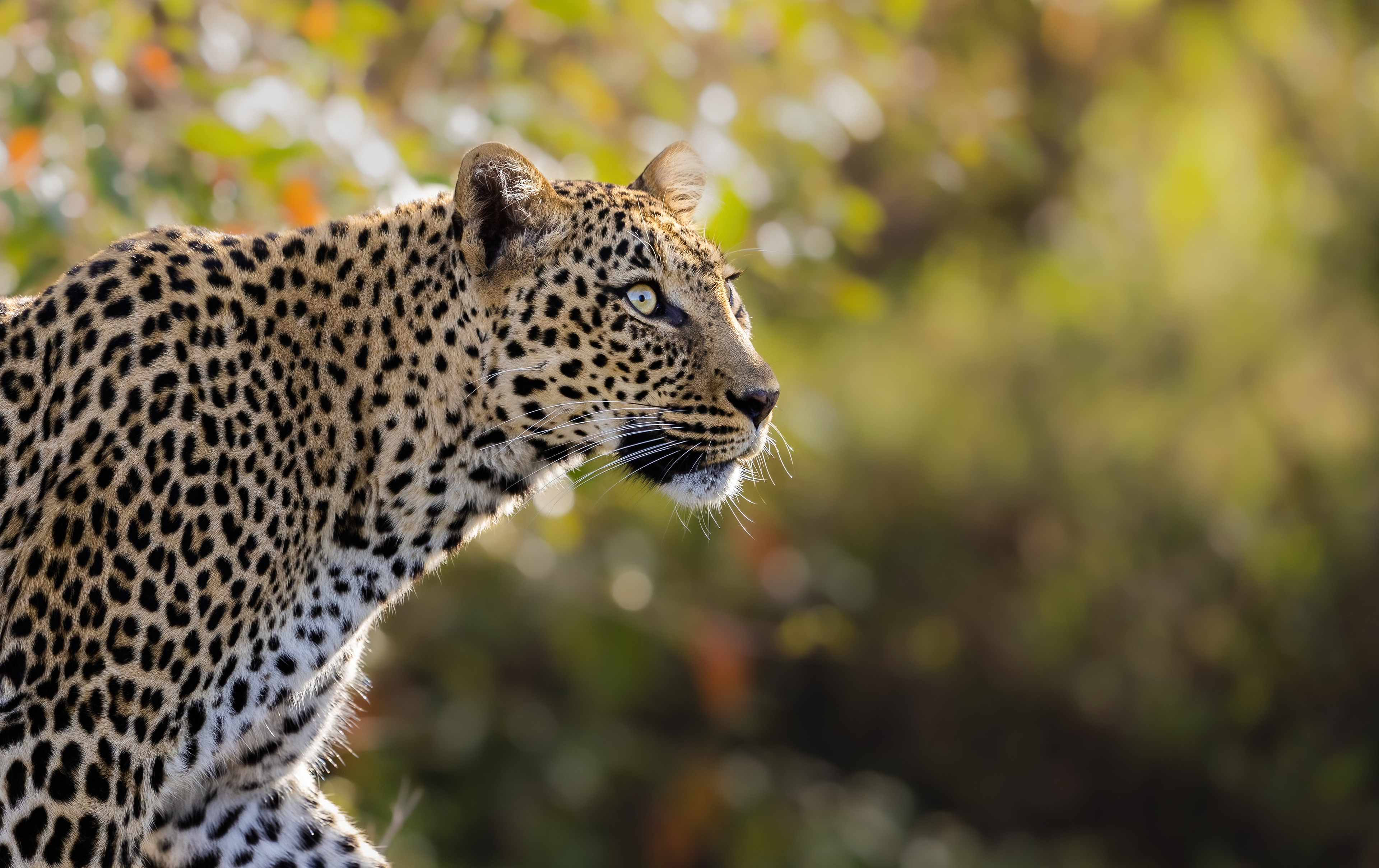 Leopard