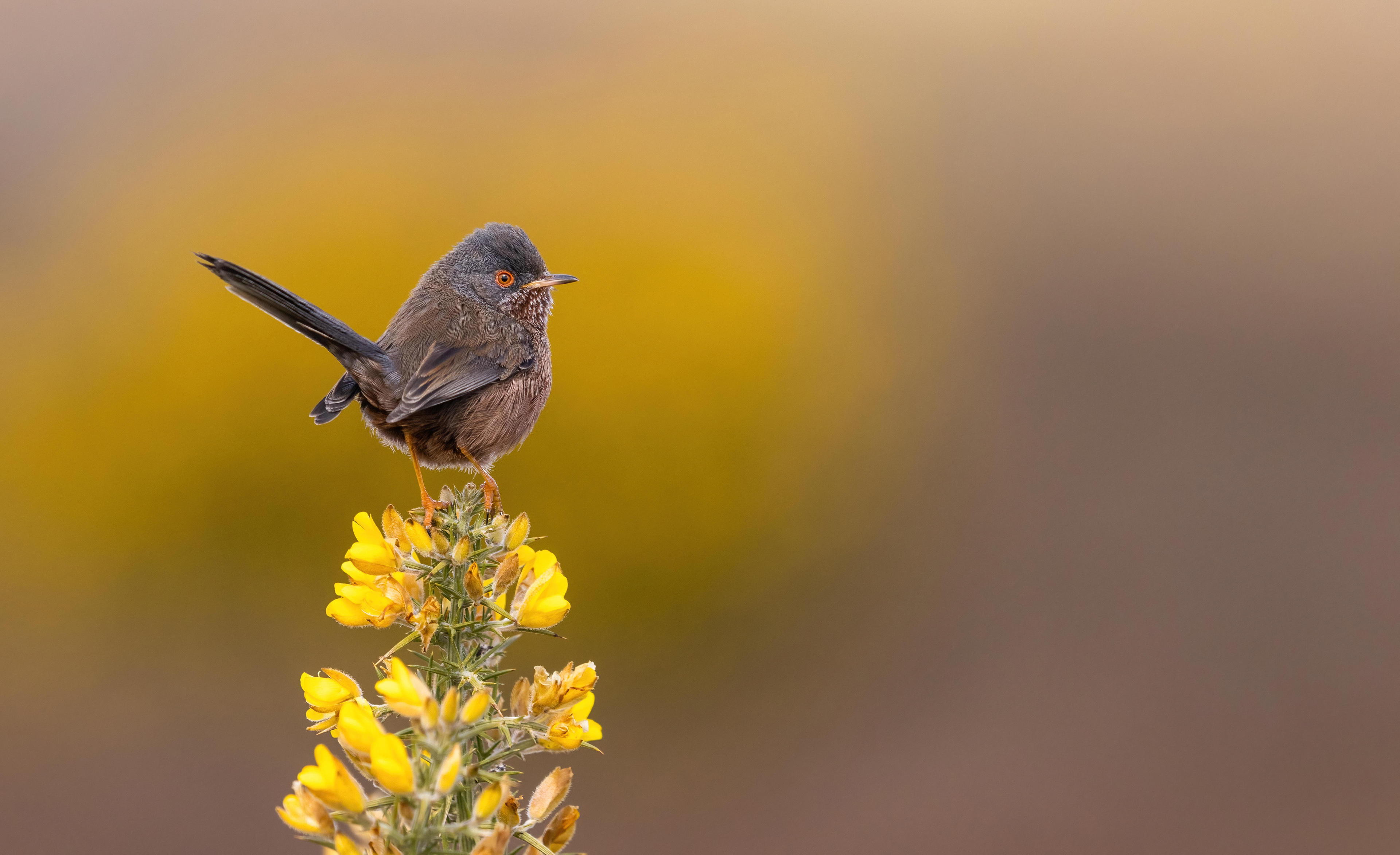 Dartford warbler
